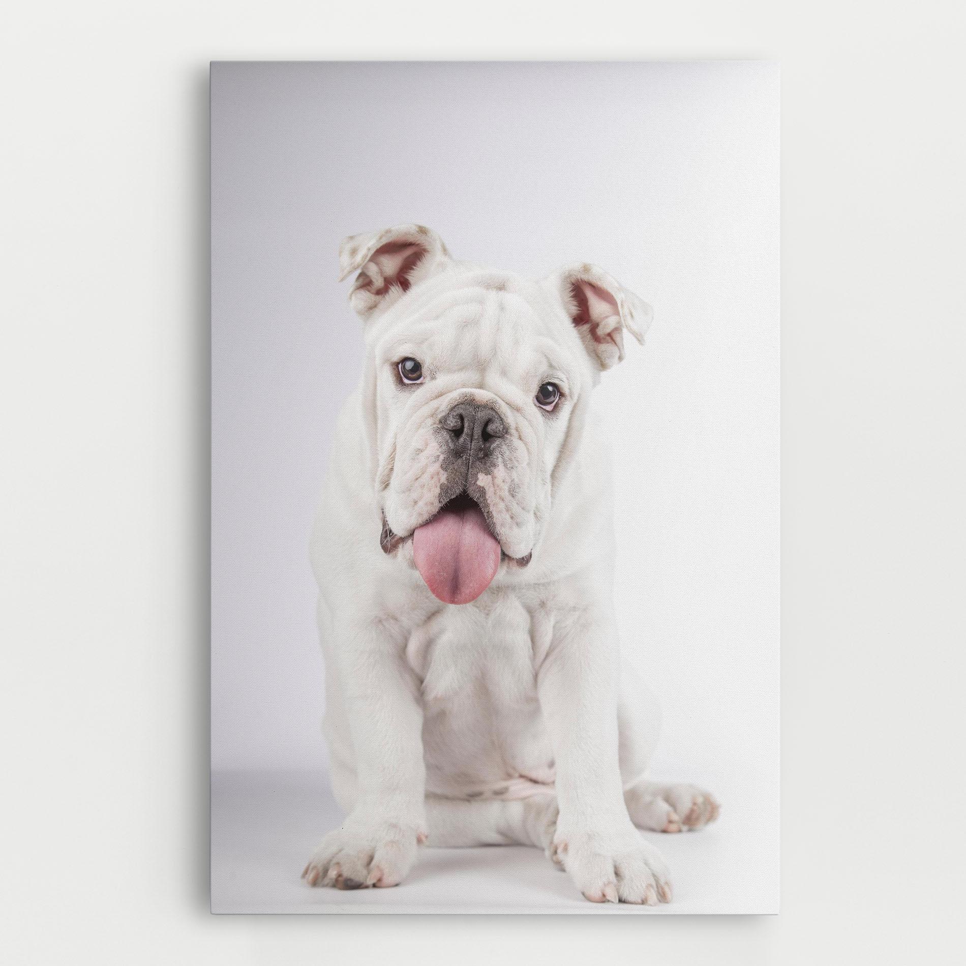Tablou Canvas English Bulldog mockup 0