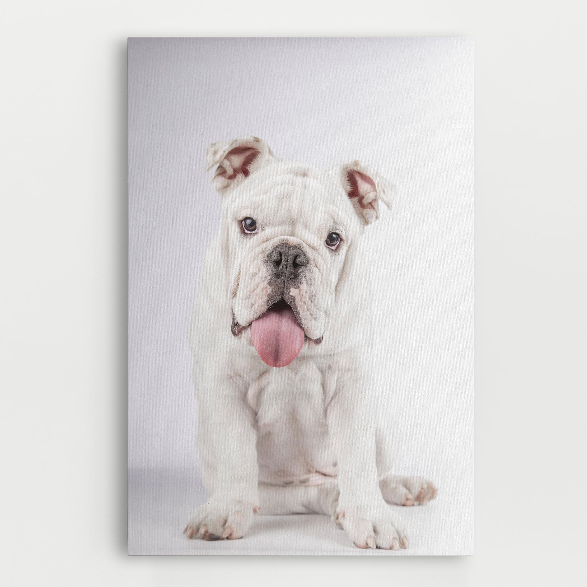 English Bulldog mockup 0