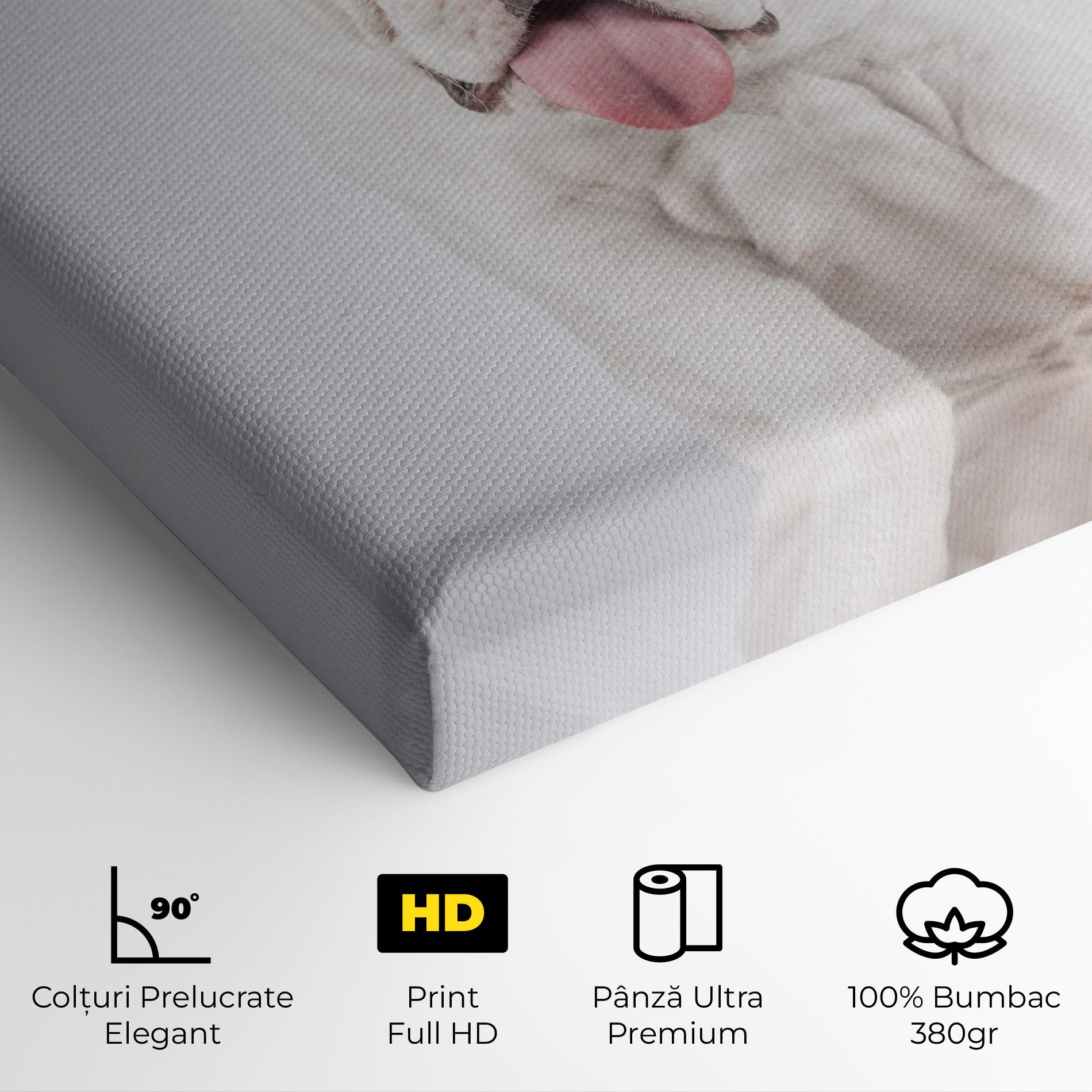 English Bulldog mockup 4