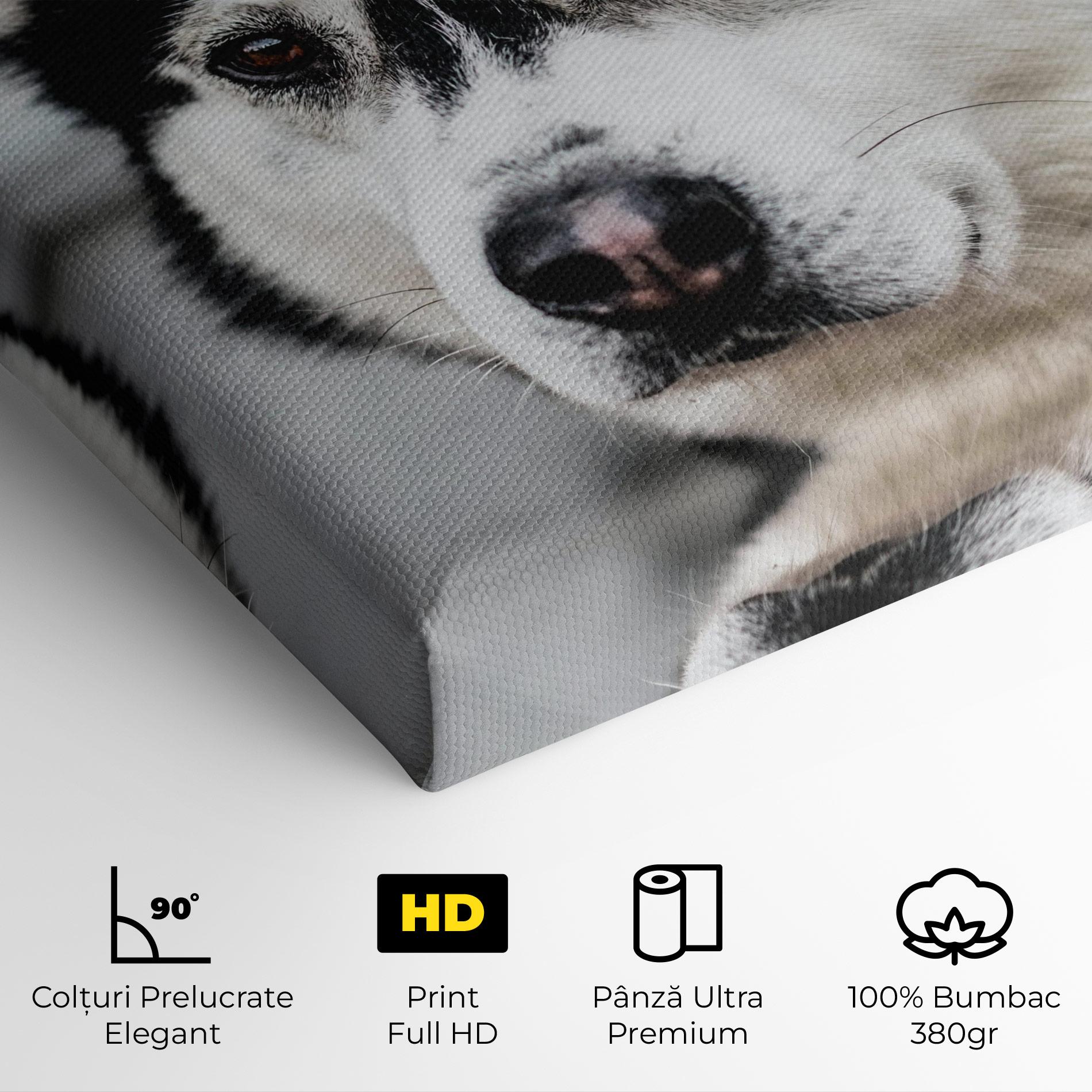 Tablou Canvas Husky Dog mockup 4