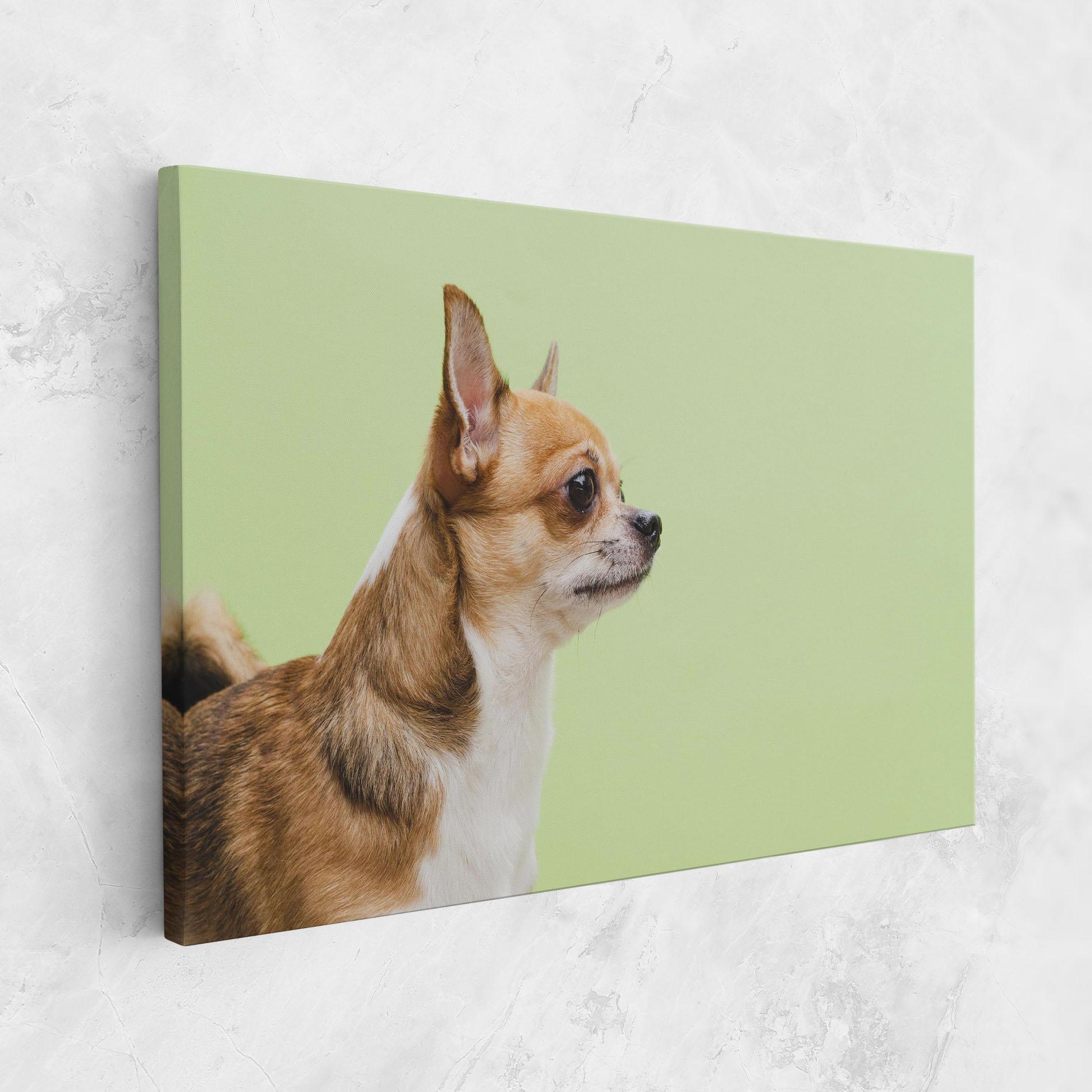 Tablou Canvas Chihuahua Dog mockup 1