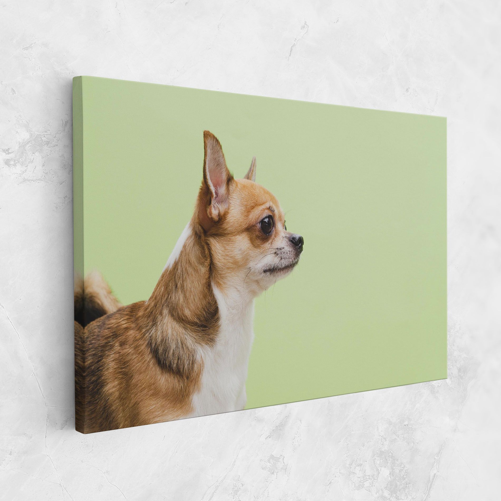 Chihuahua Dog mockup 1