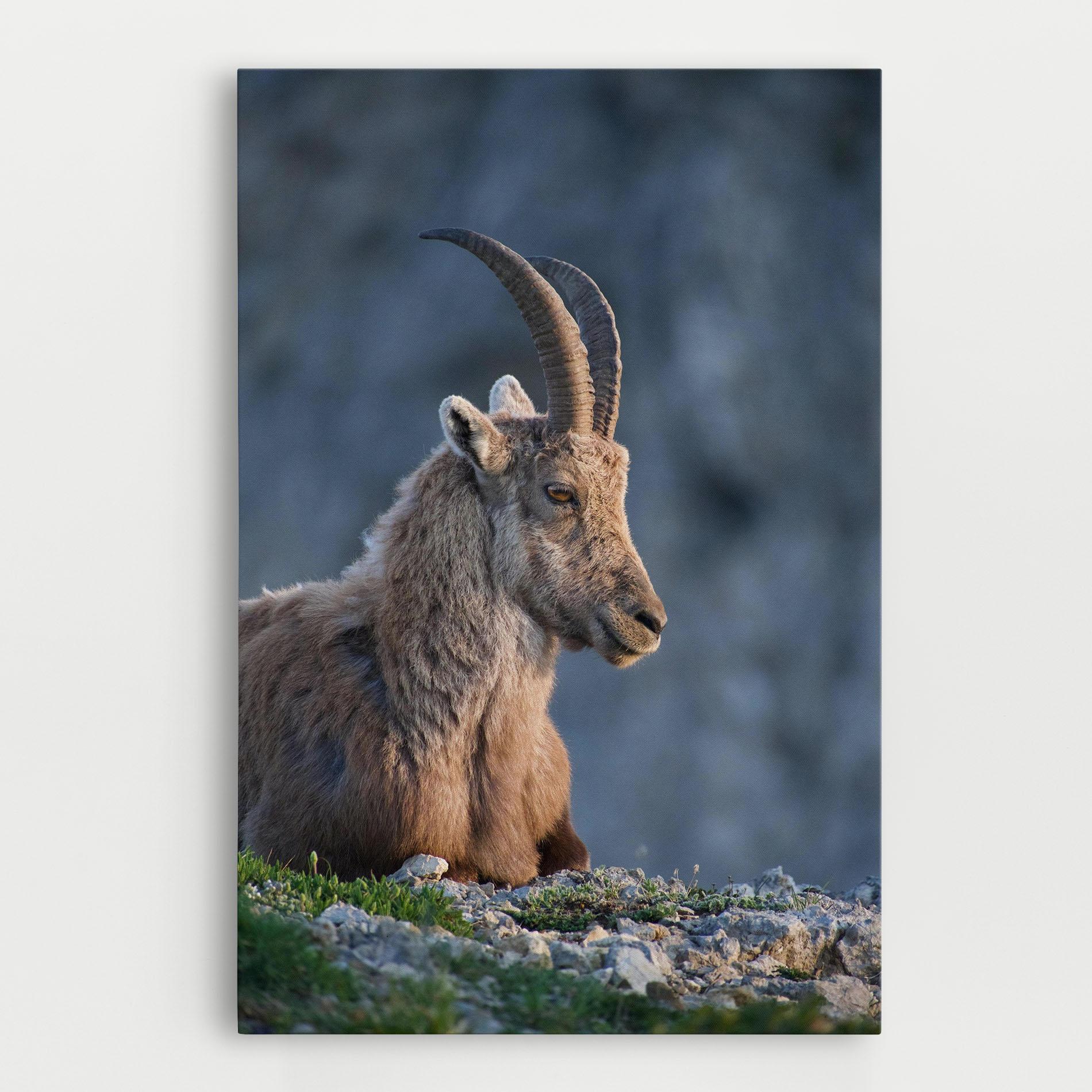 Tablou Canvas Mountain Goat mockup 0