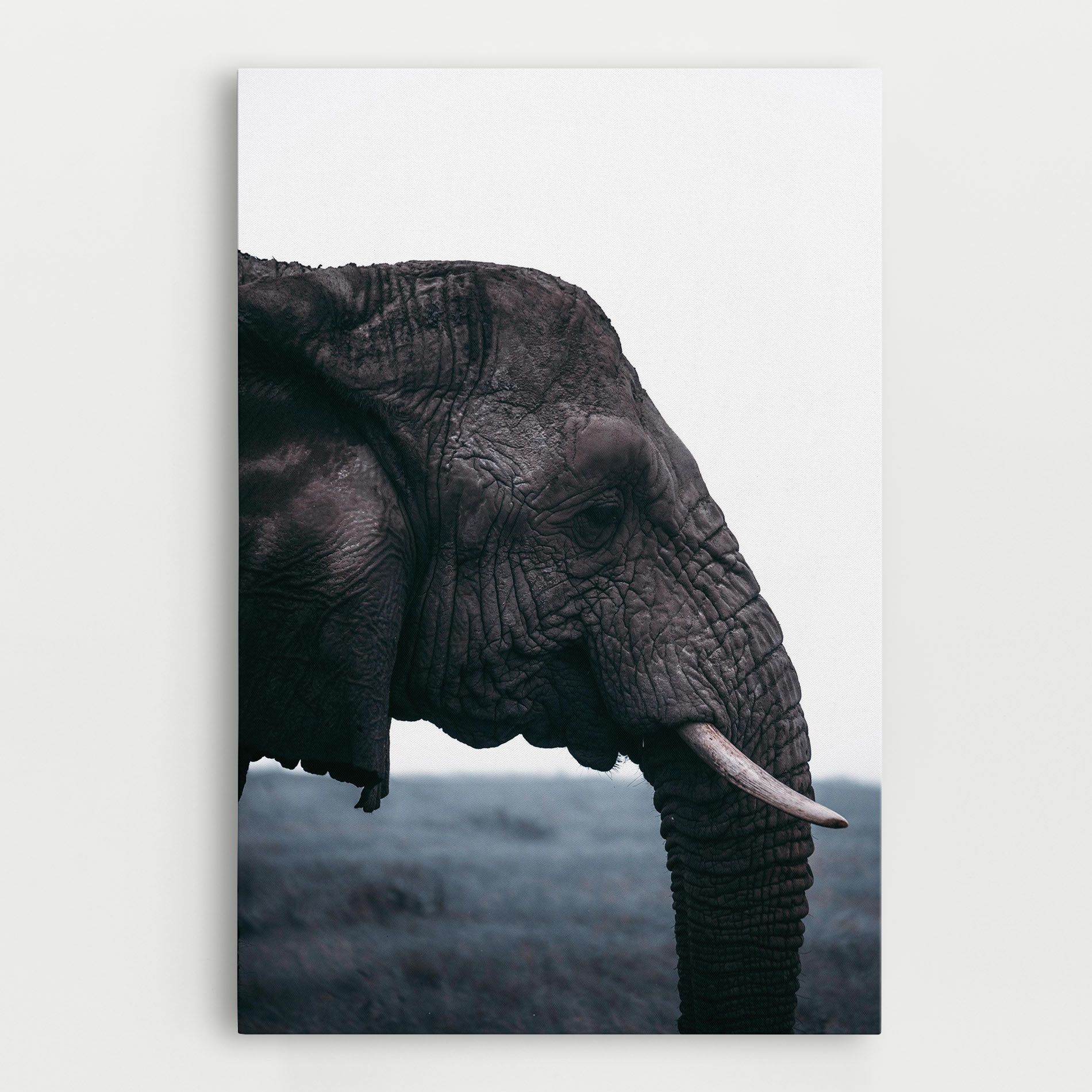 Close Grey Eelephant mockup 0