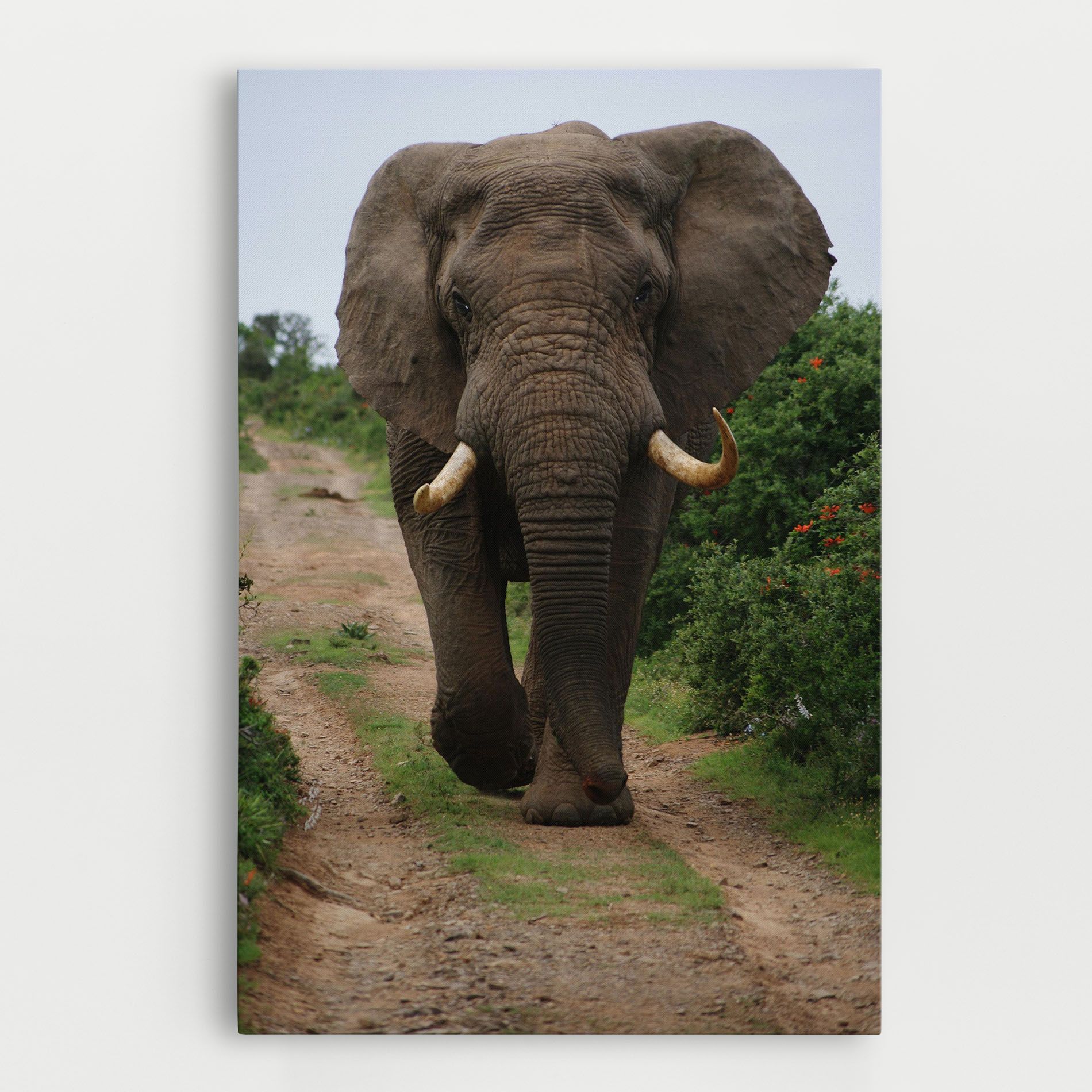 Elephant Safari mockup 0