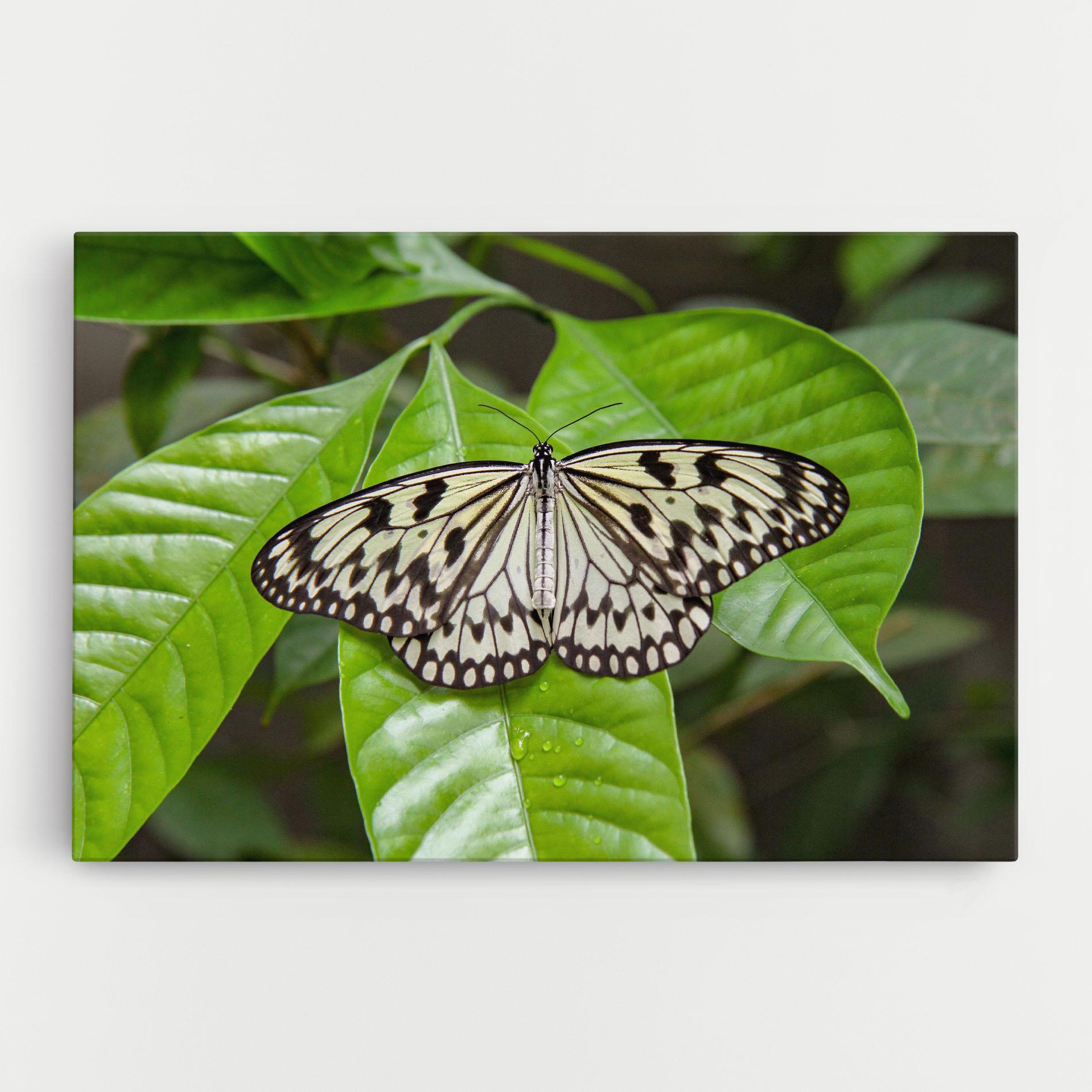 Tablou Canvas Beautiful White Butterfly mockup 0