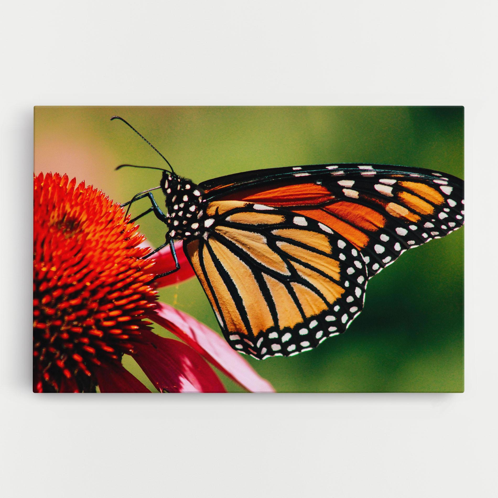 Tablou Canvas Big Orange Butterfly mockup 0