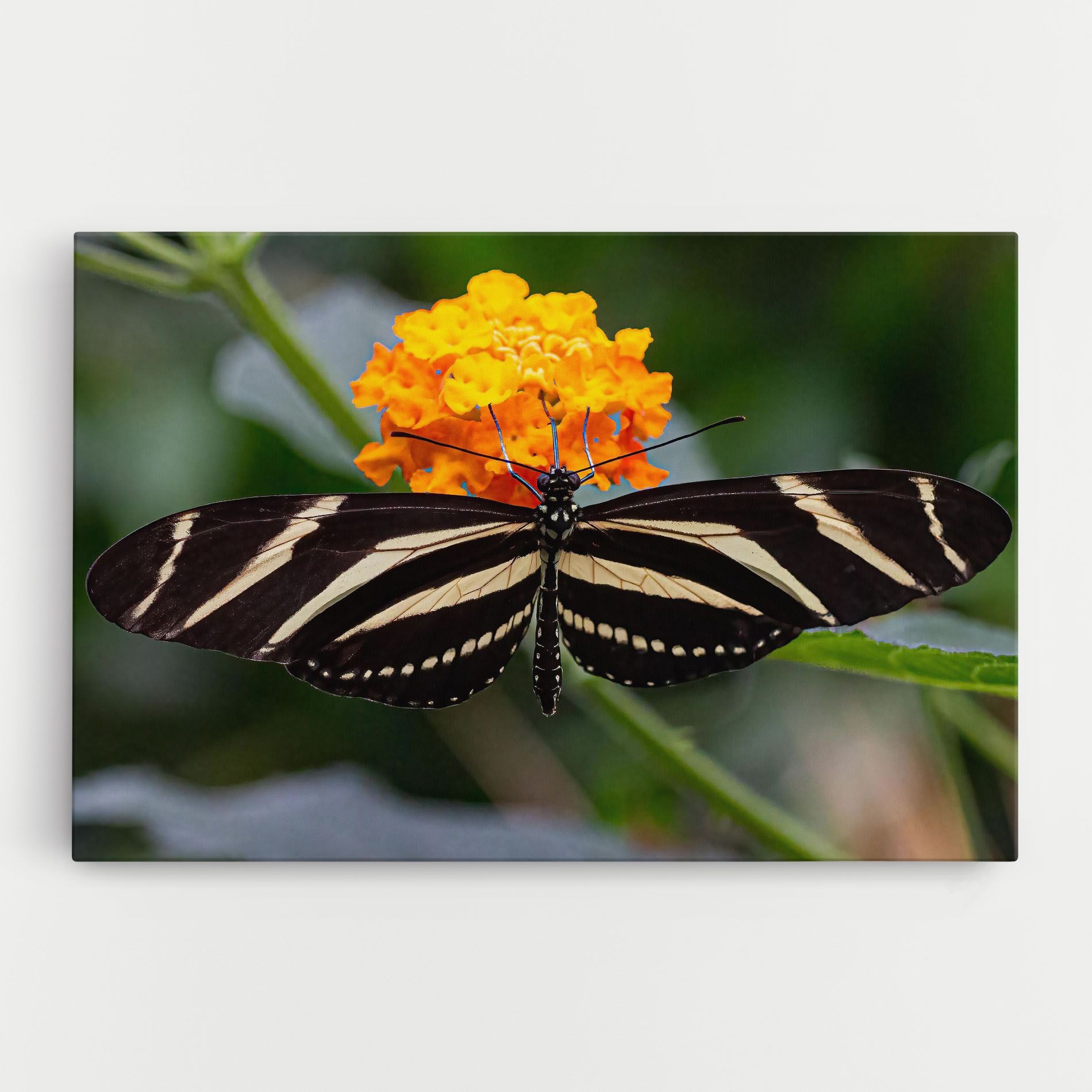 Big Wings Butterfly mockup 0