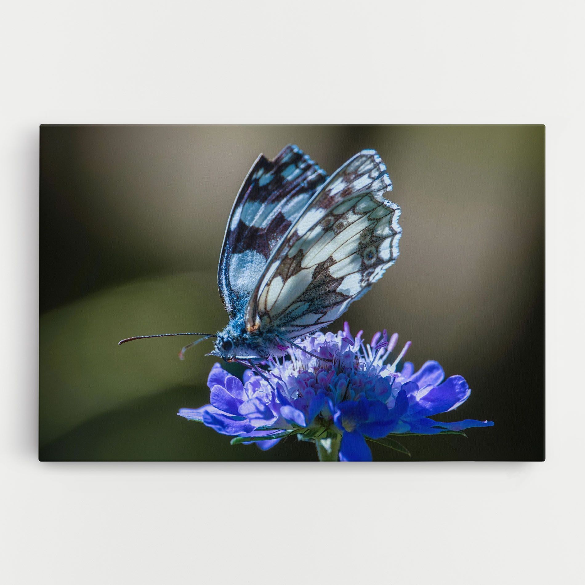 Blue Butterfly In Nature mockup 0