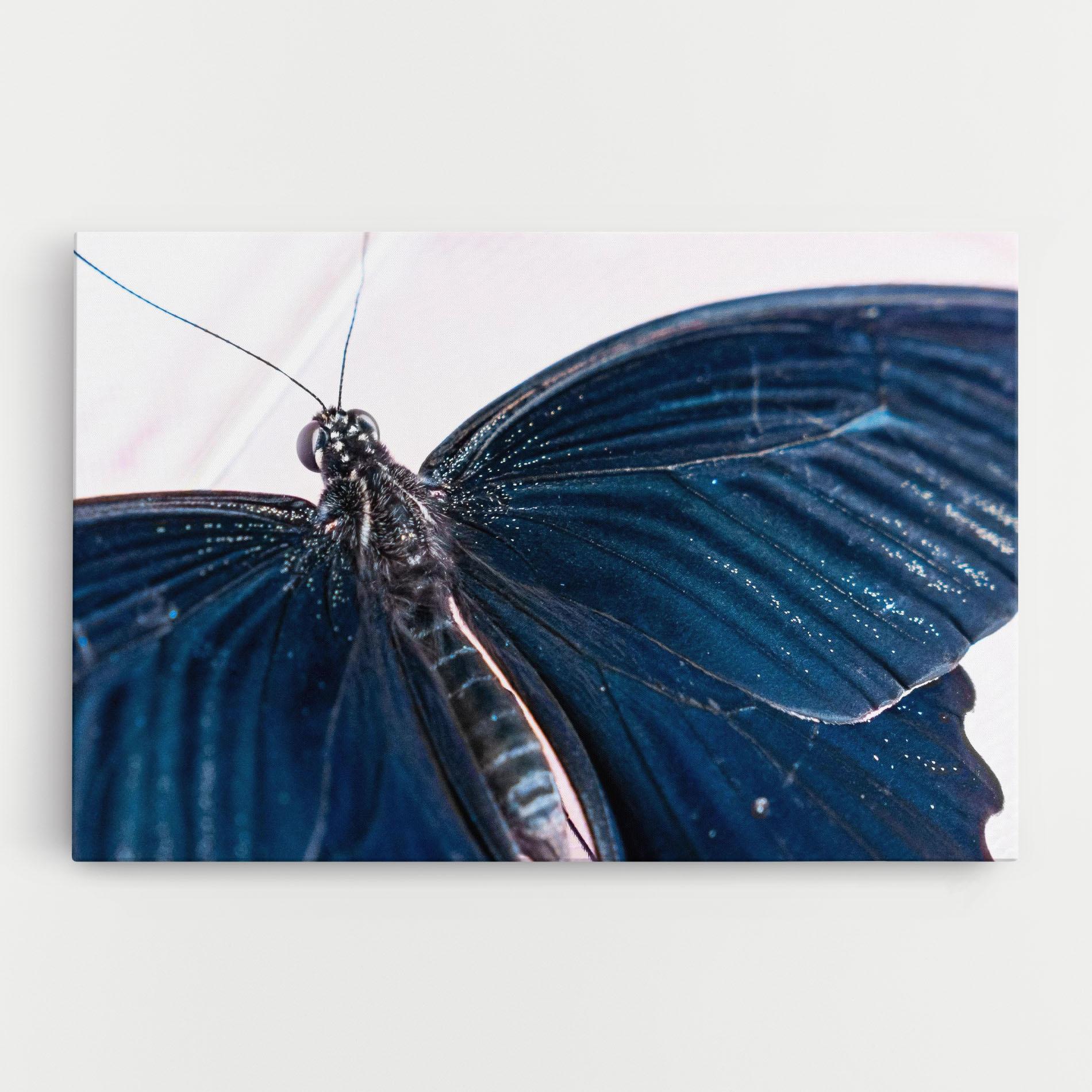 Tablou Canvas Blue Butterfly mockup 0