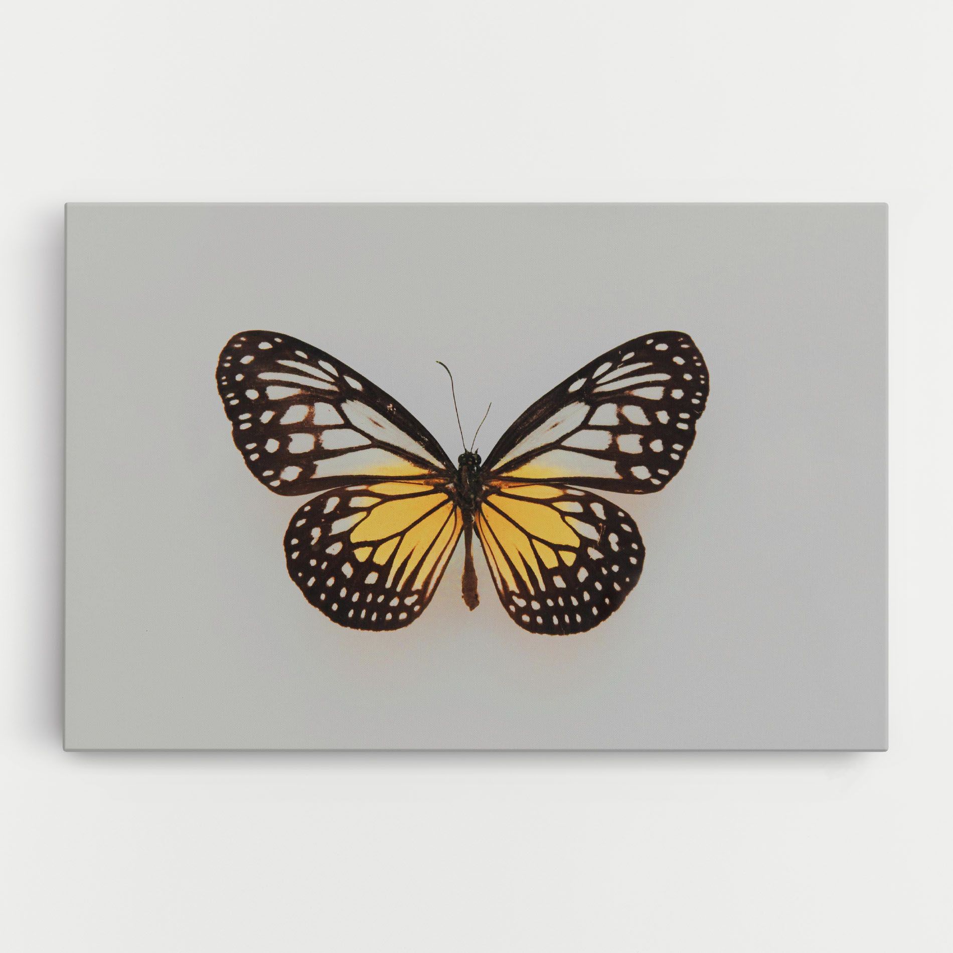 Butterfly On Grey mockup 0