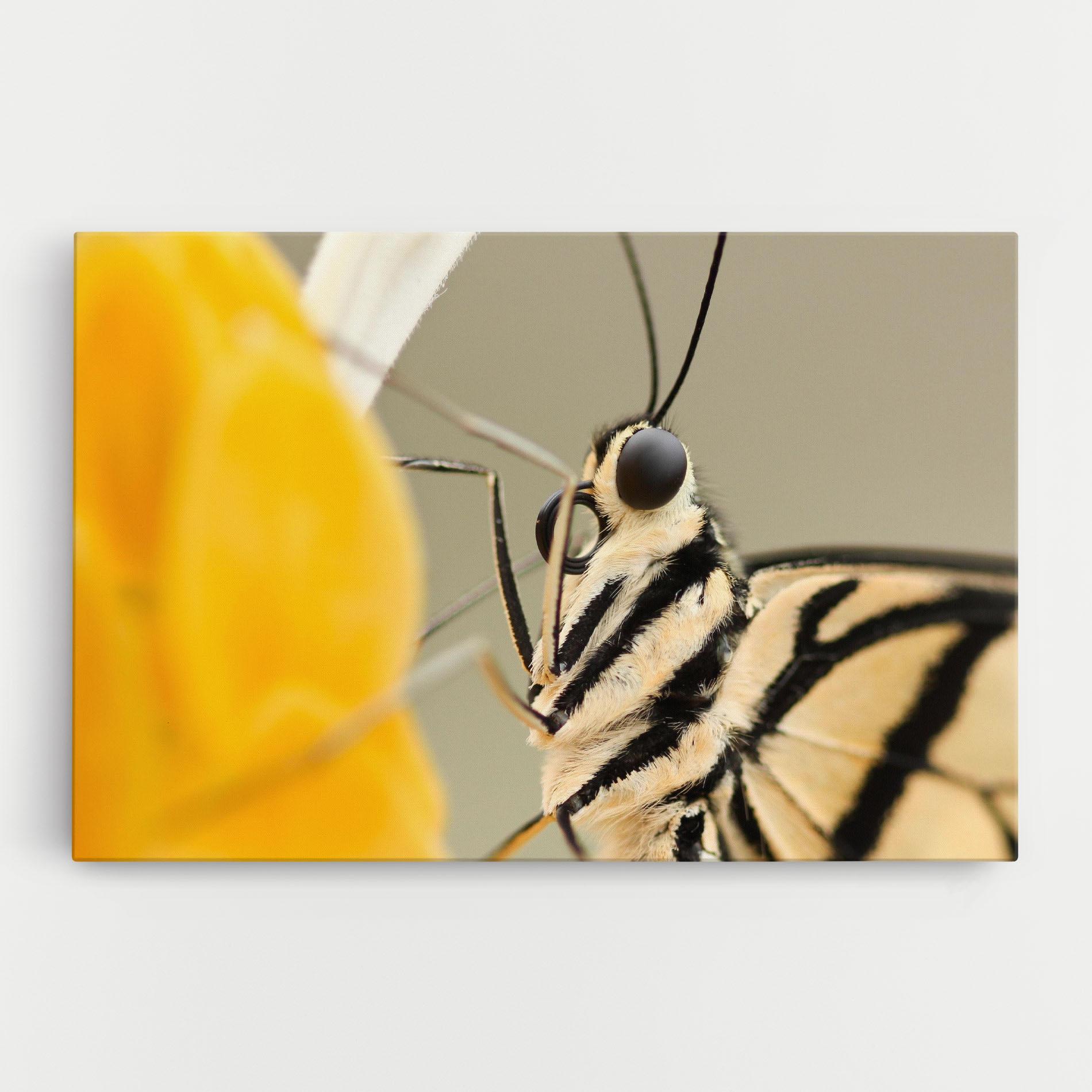 Tablou Canvas Close Up Cream Butterfly mockup 0
