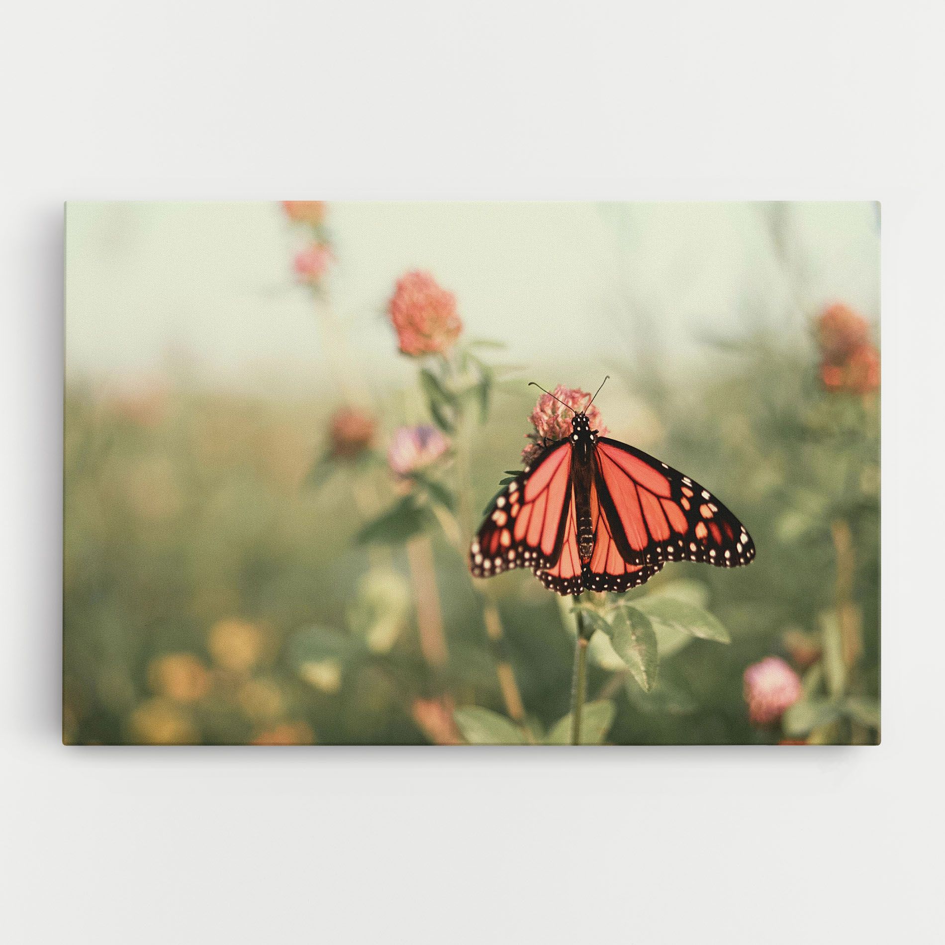 Light Red Butterfly mockup 0
