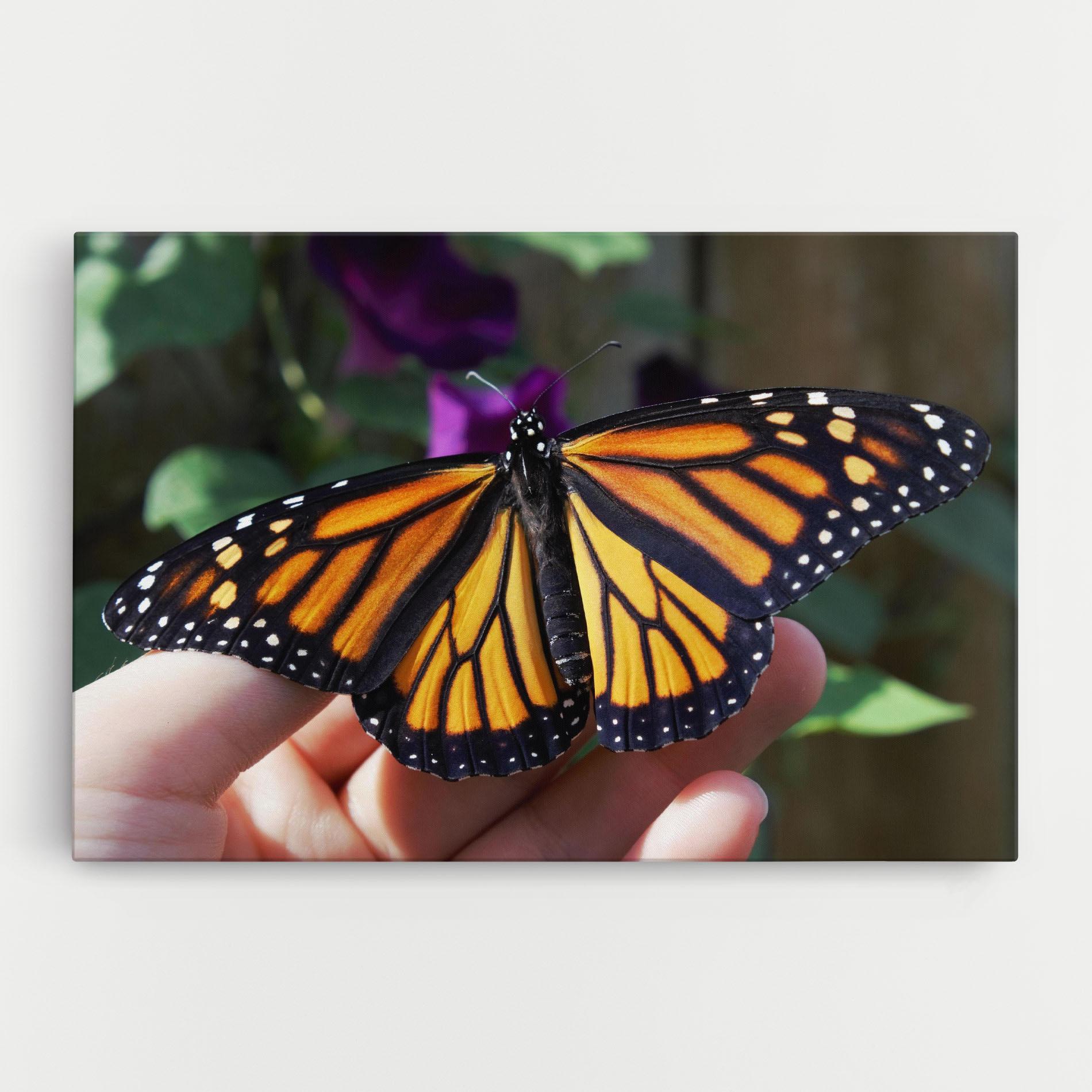 Tablou Canvas Open Orange Butterfly mockup 0