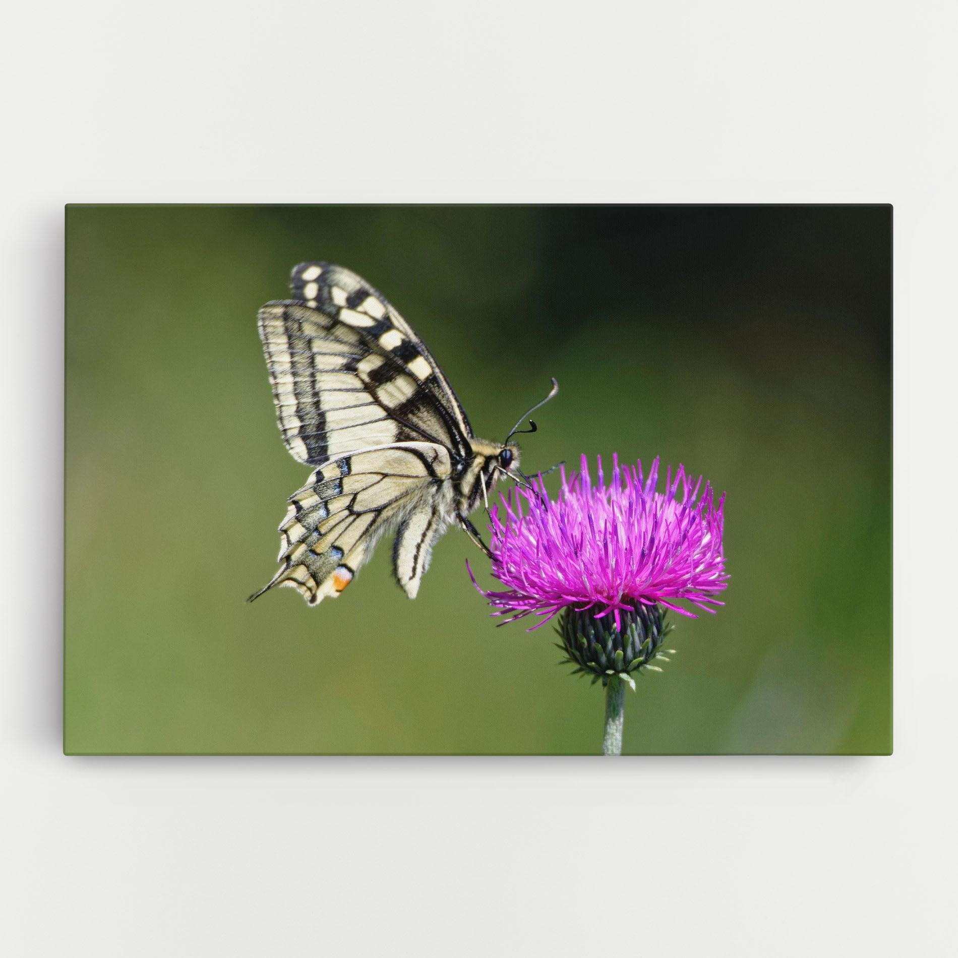 Tablou Canvas White Butterfly Pollen mockup 0