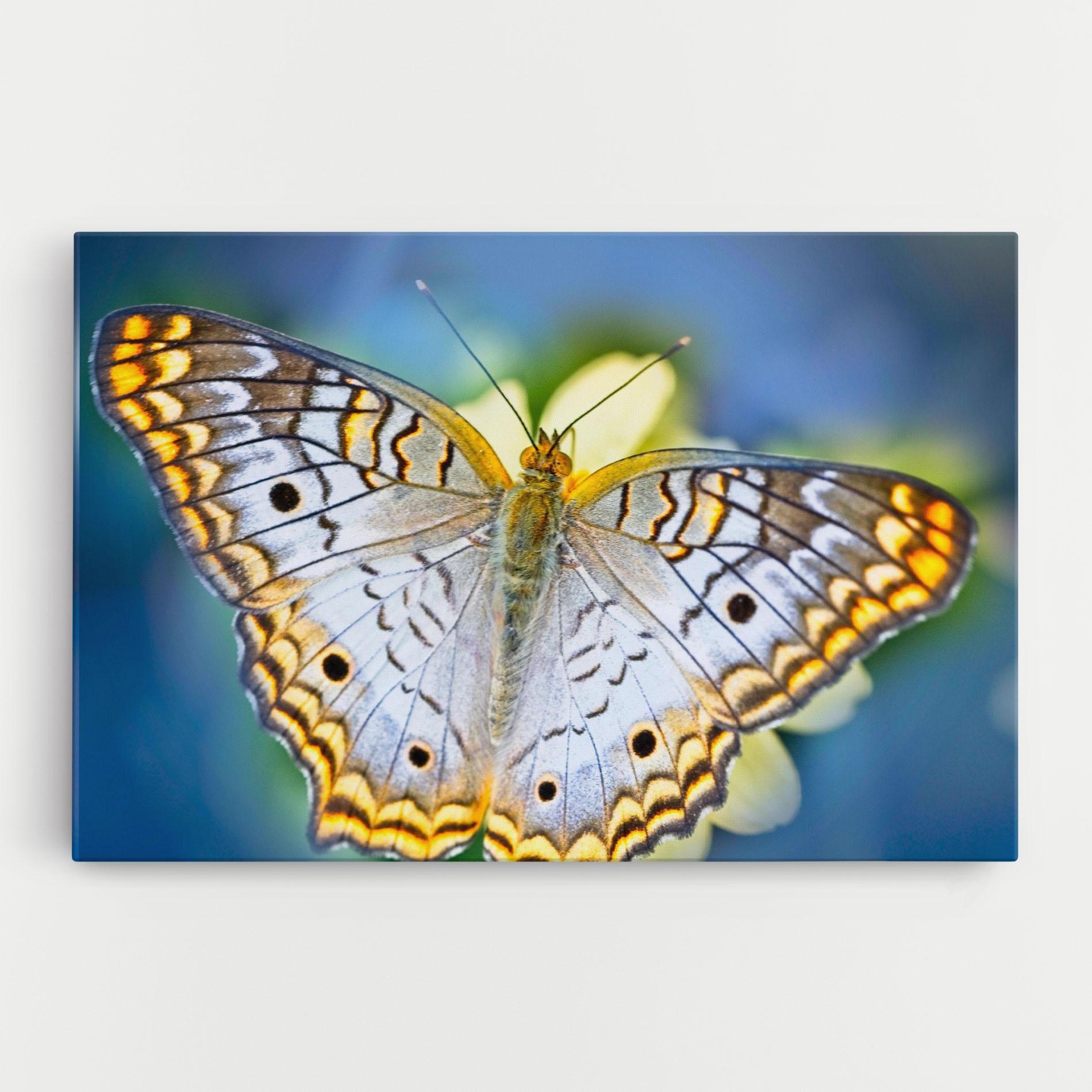 Tablou Canvas Yellow Grey Butterfly mockup 0
