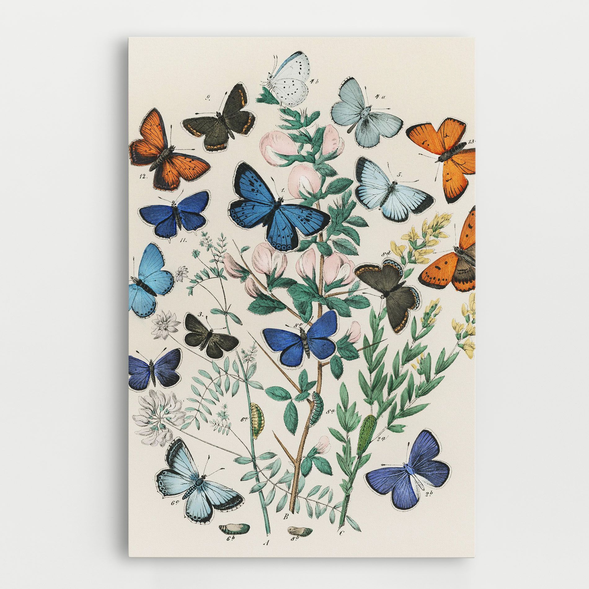 Blue Orange Butterflies mockup 0