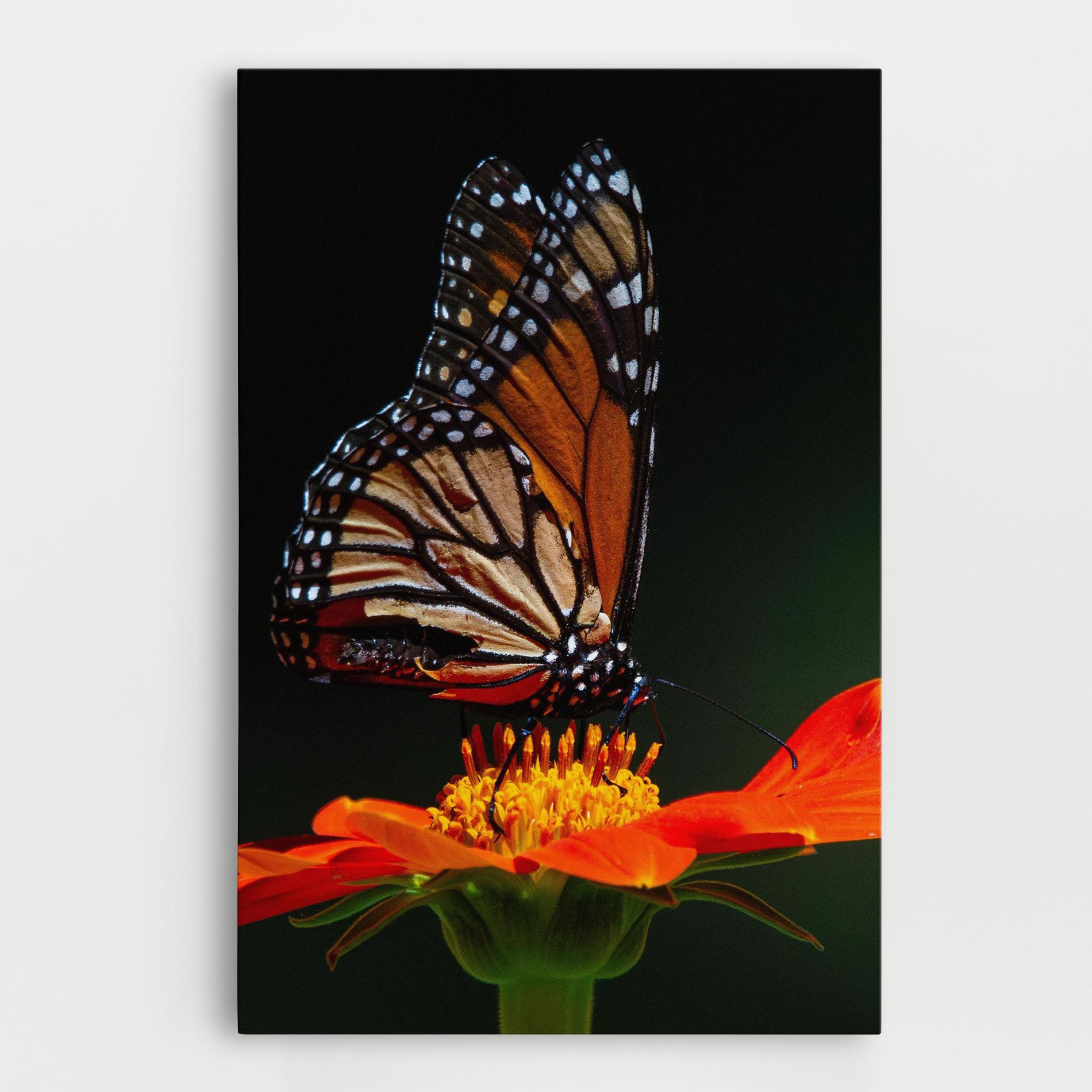 Tablou Canvas Dark Orange Butterfy mockup 0