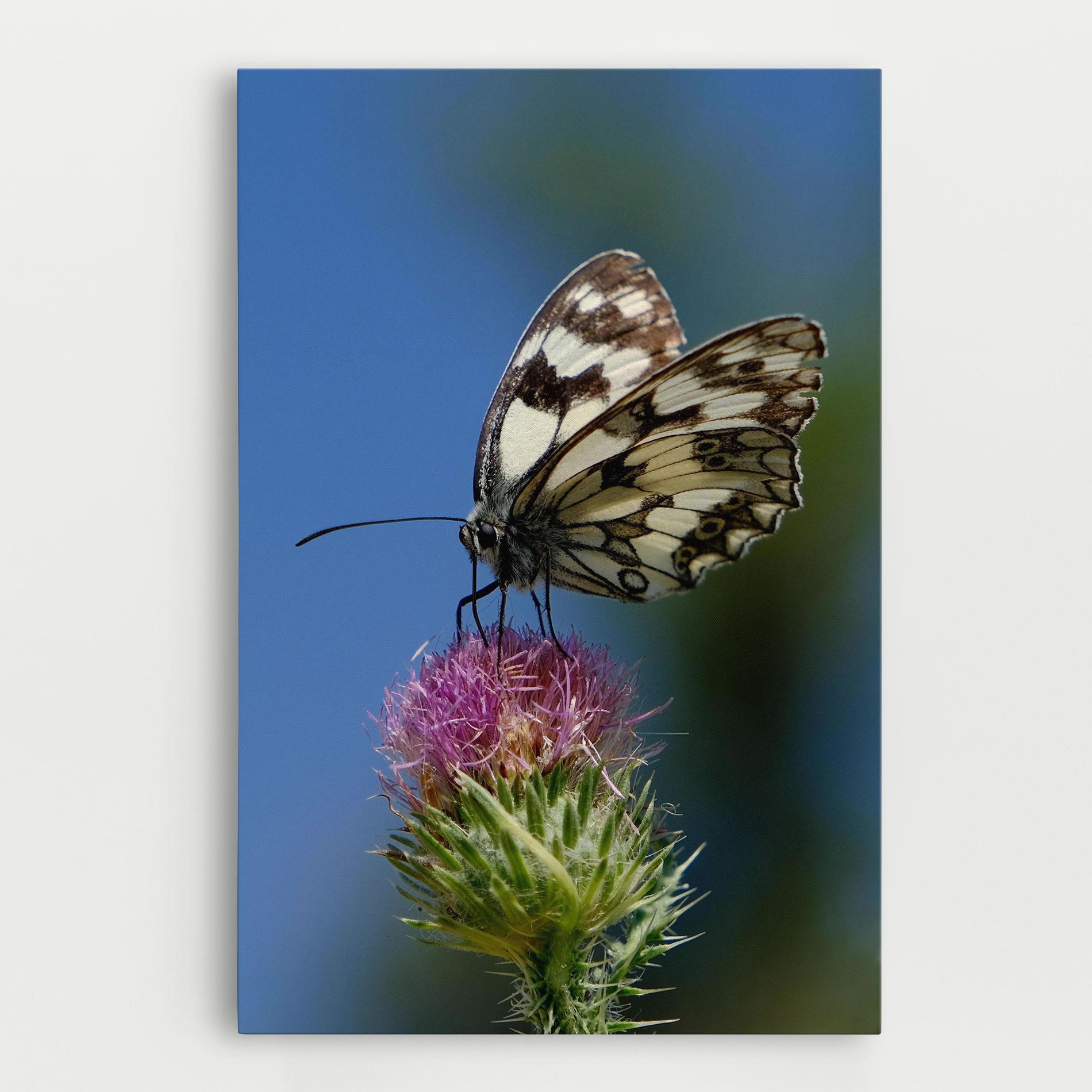 Tablou Canvas Grey White Butterfly mockup 0