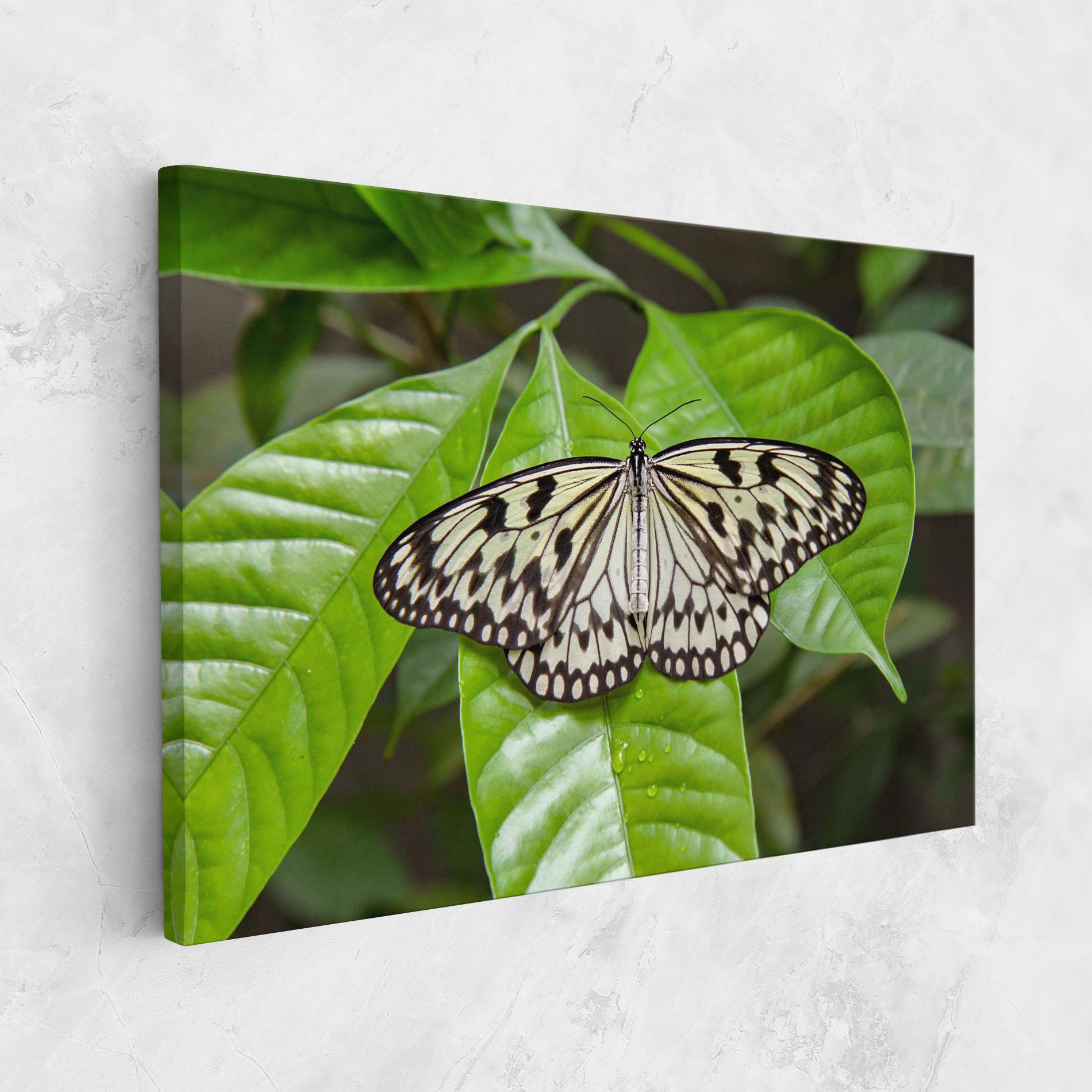Tablou Canvas Beautiful White Butterfly mockup 1