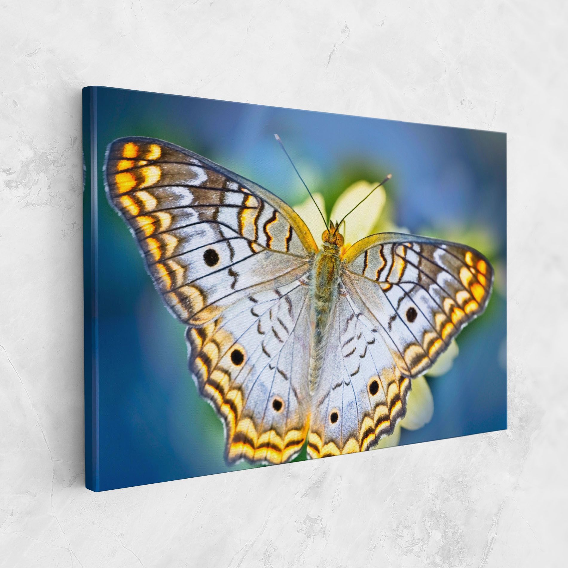 Yellow Grey Butterfly mockup 1
