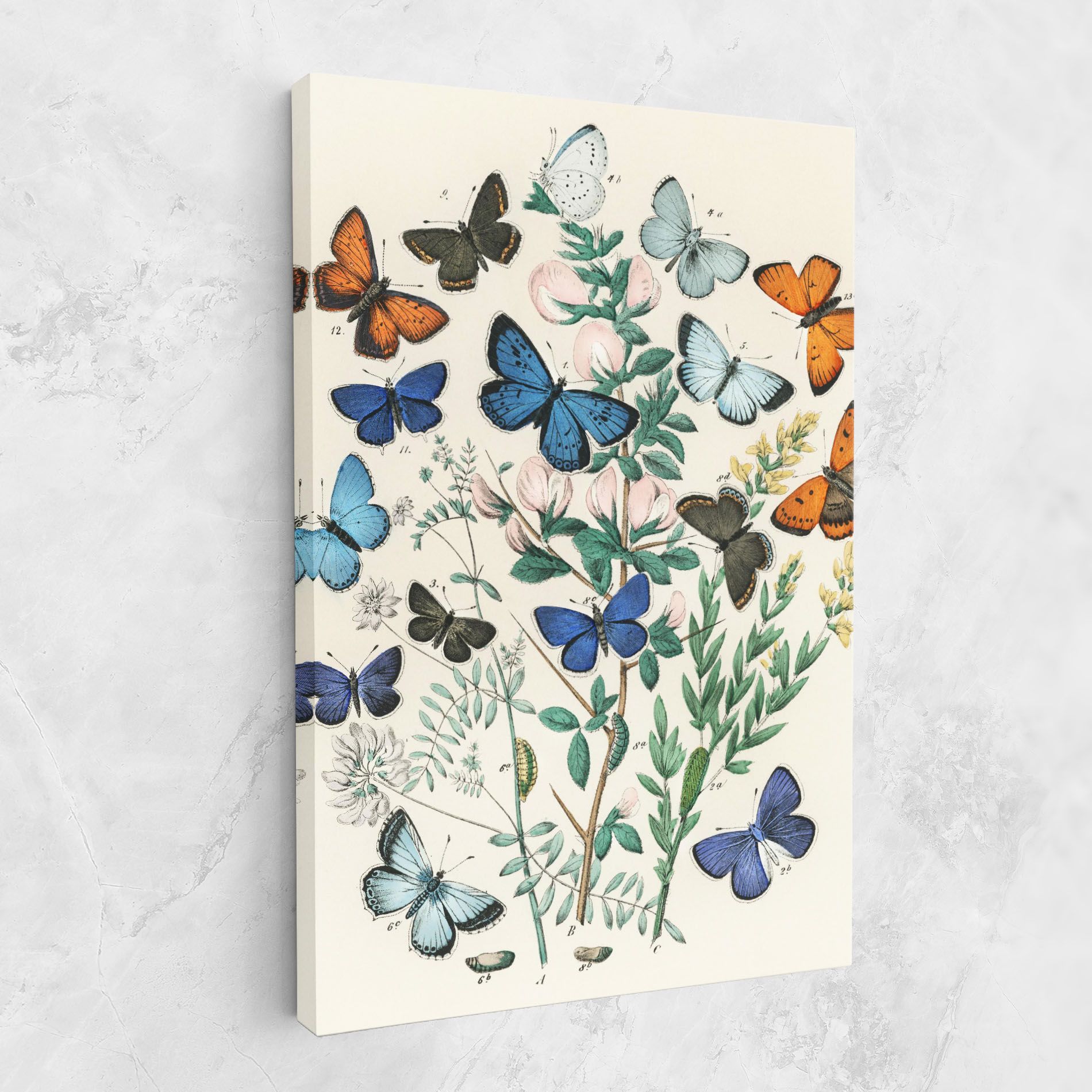Blue Orange Butterflies mockup 1