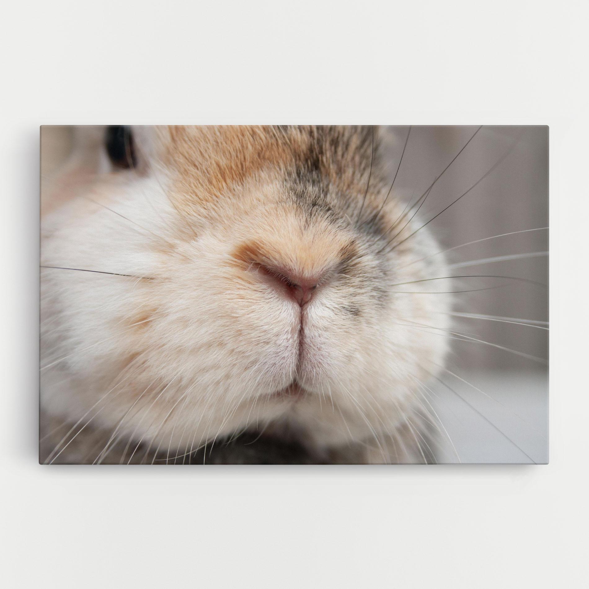 Tablou Canvas Close Up Bunny mockup 0