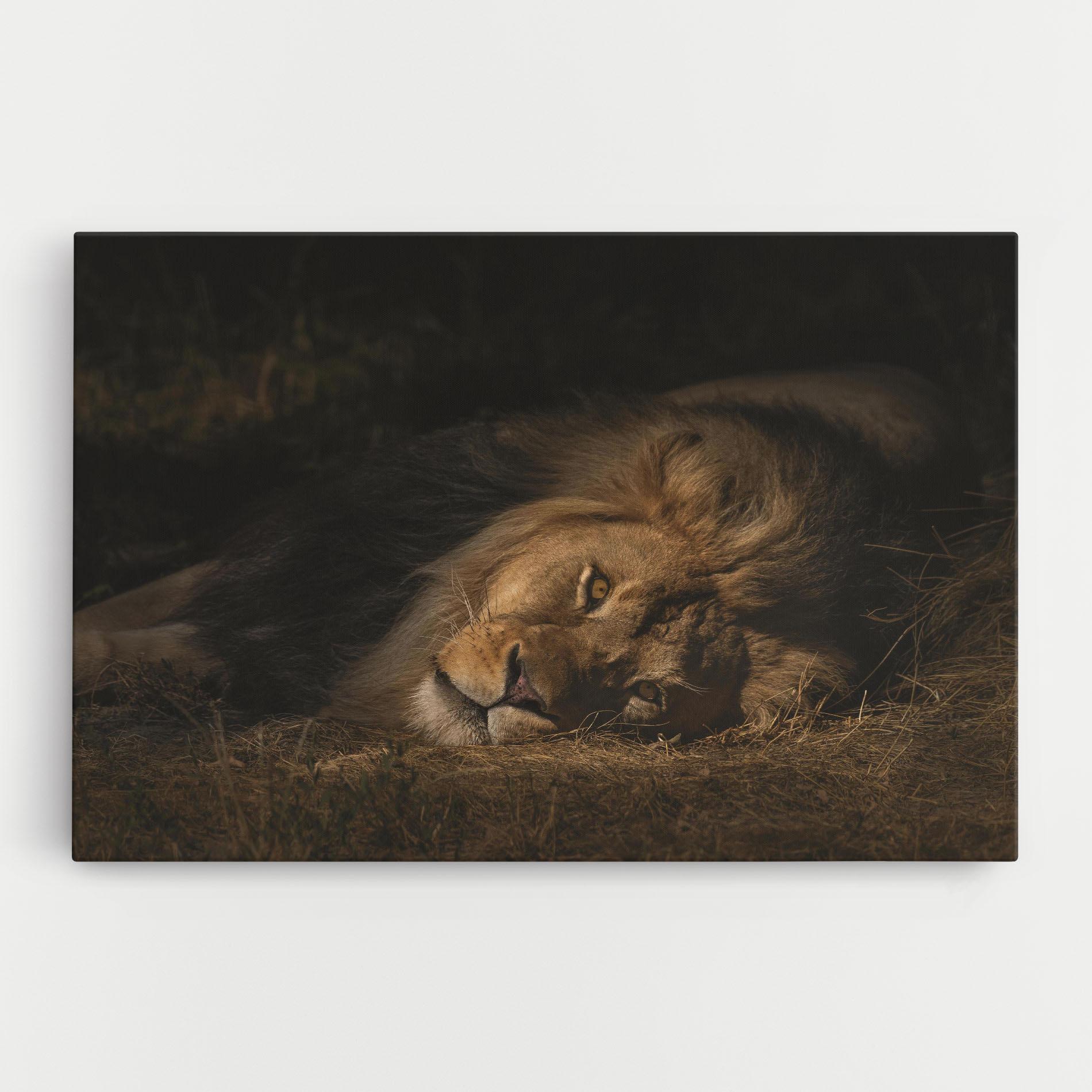 Tablou Canvas Lion Laying Down mockup 0