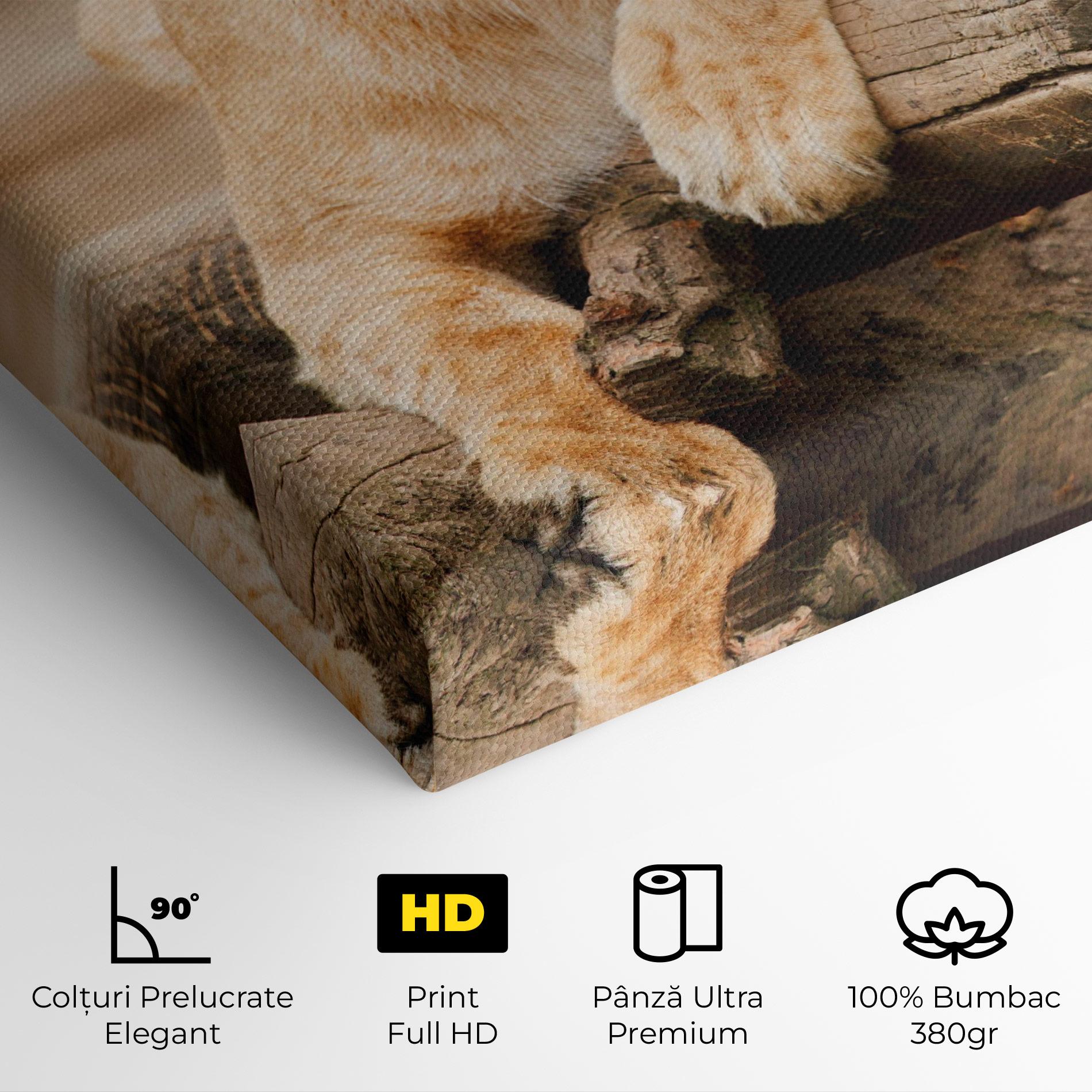 Tablou Canvas Female Lion Sitting mockup 4