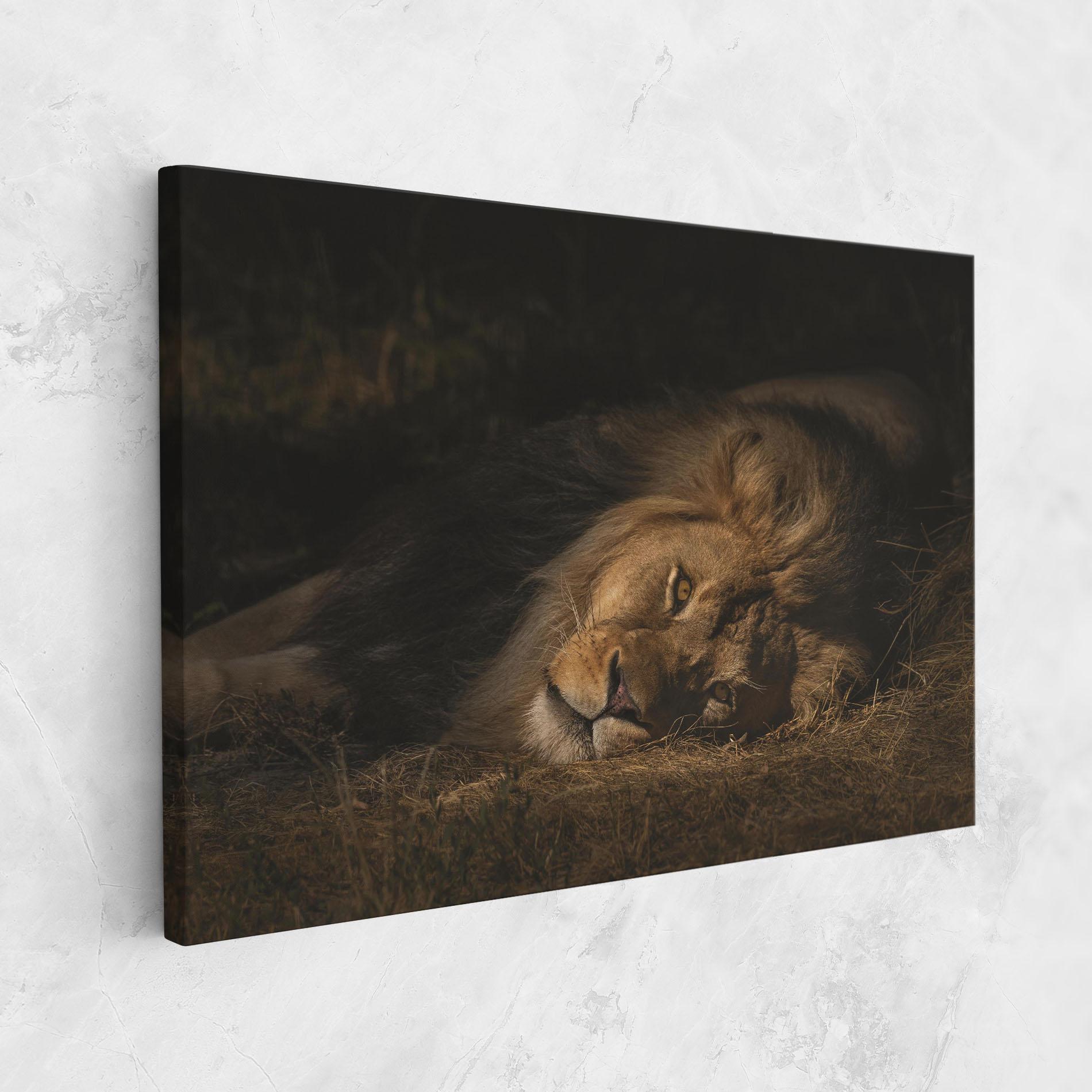Tablou Canvas Lion Laying Down mockup 1