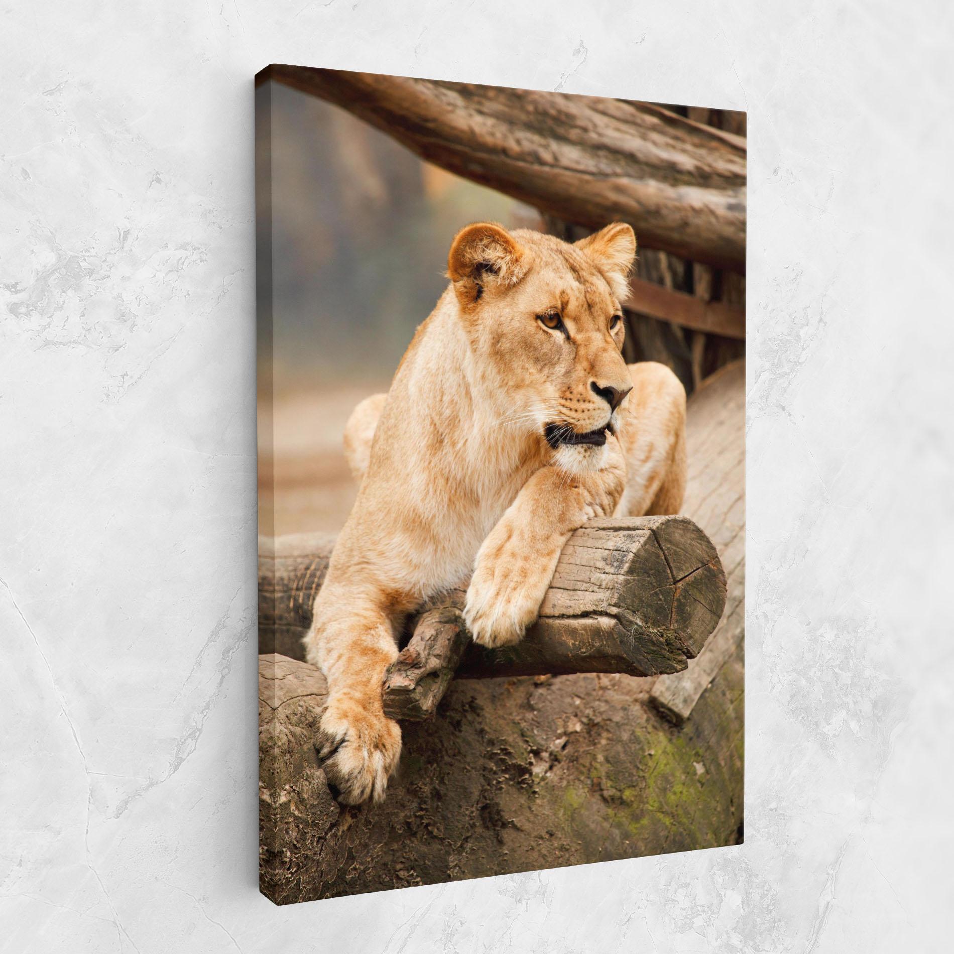 Tablou Canvas Female Lion Sitting mockup 1