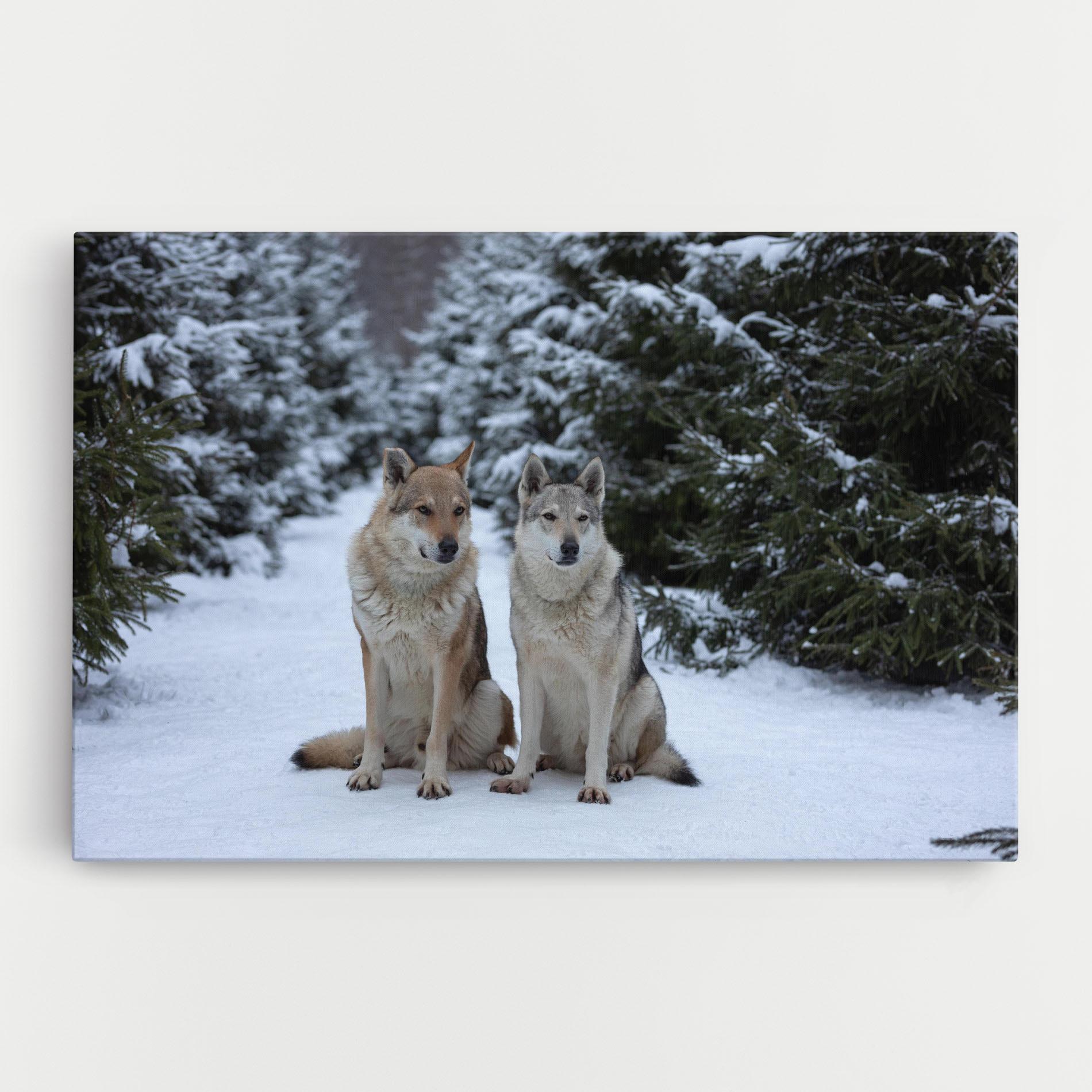 Tablou Canvas 2 Wolfs Sitting mockup 0