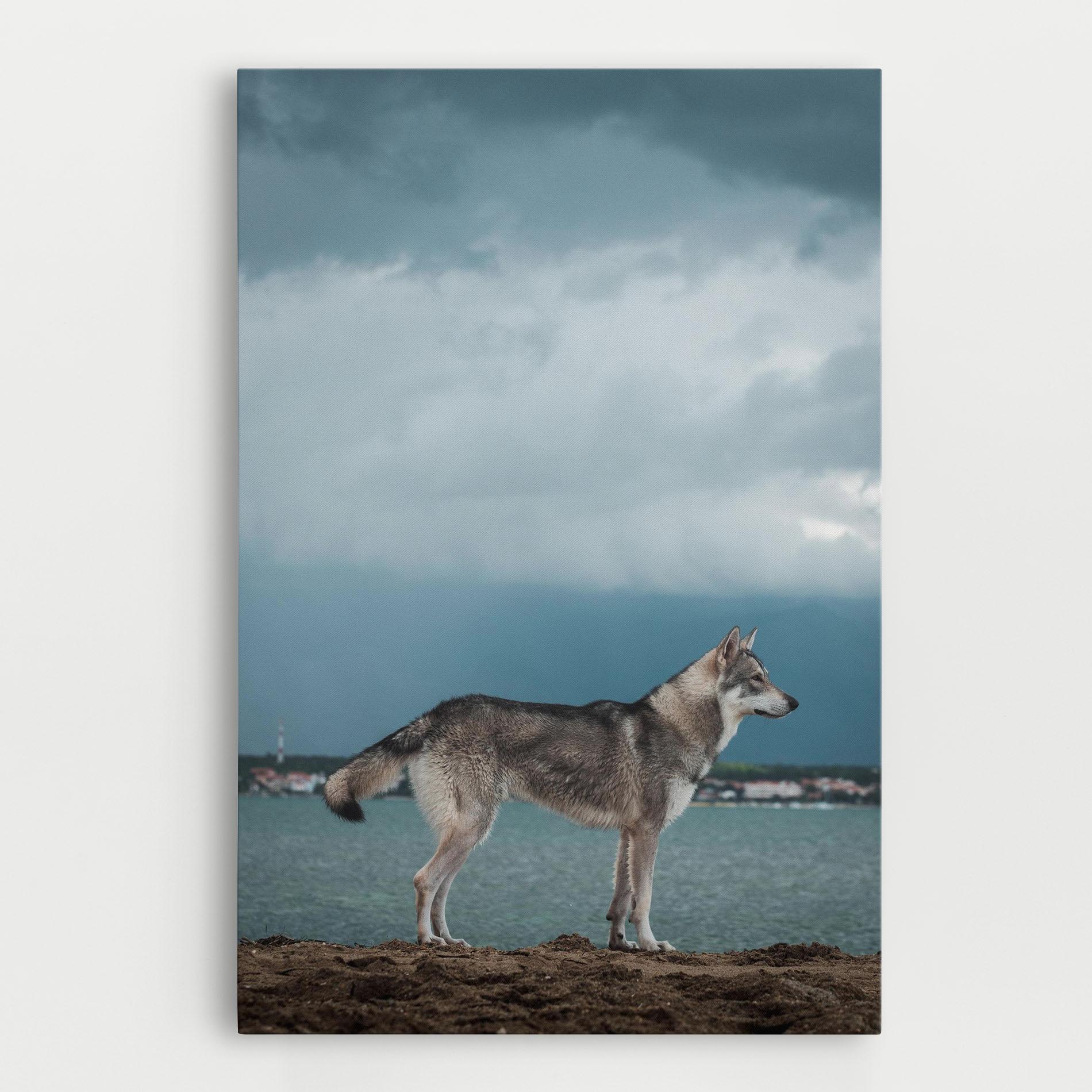 Tablou Canvas Grey Wolf Looking mockup 0