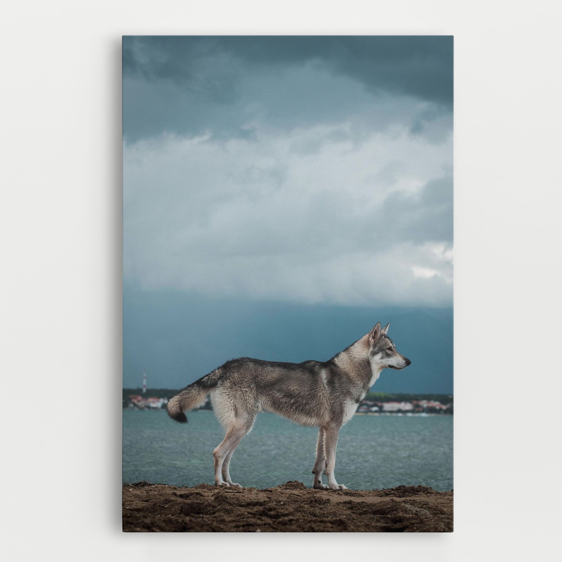 Grey Wolf Looking mockup 0