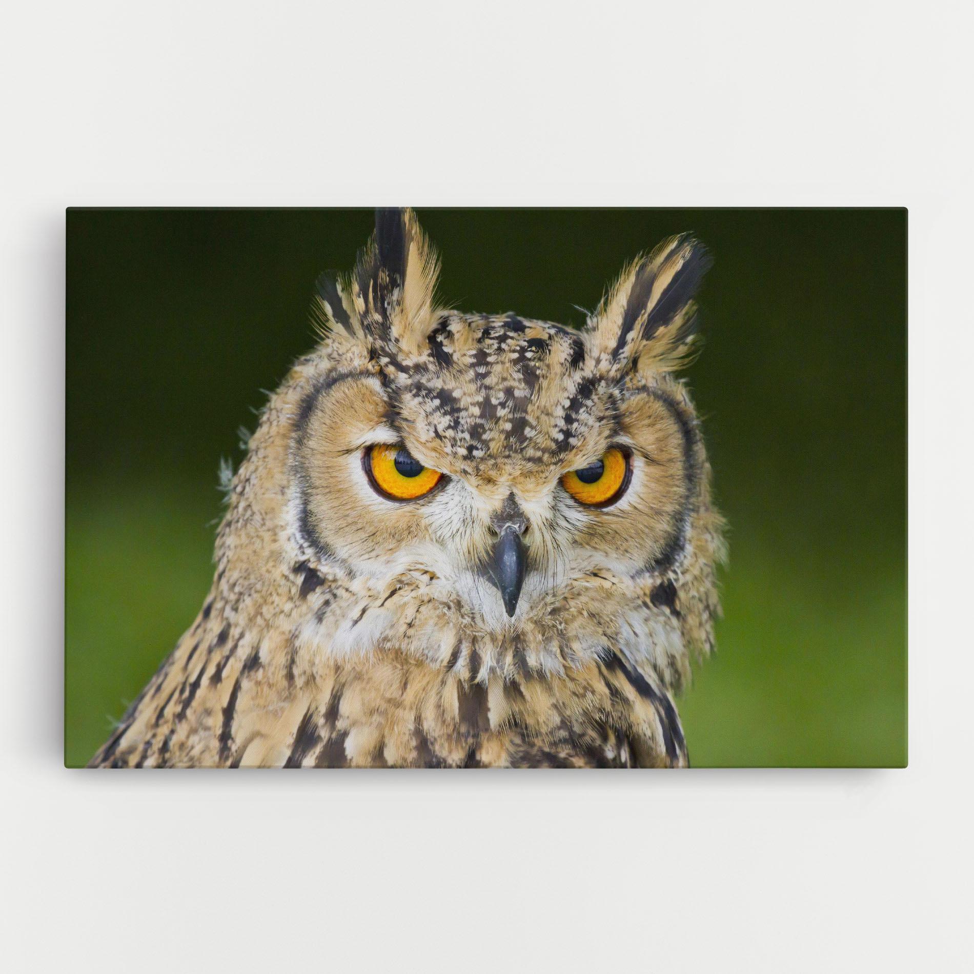 Tablou Canvas Angry Owl mockup 0