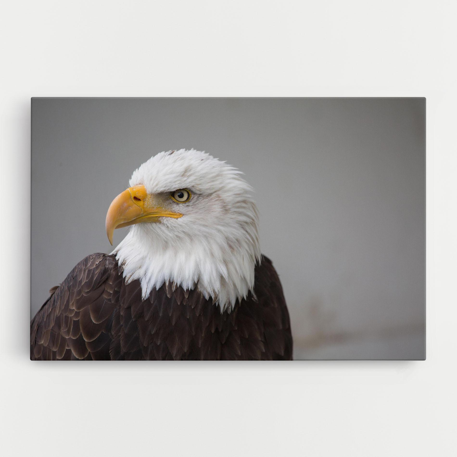 Tablou Canvas Beautiful Eagle mockup 0