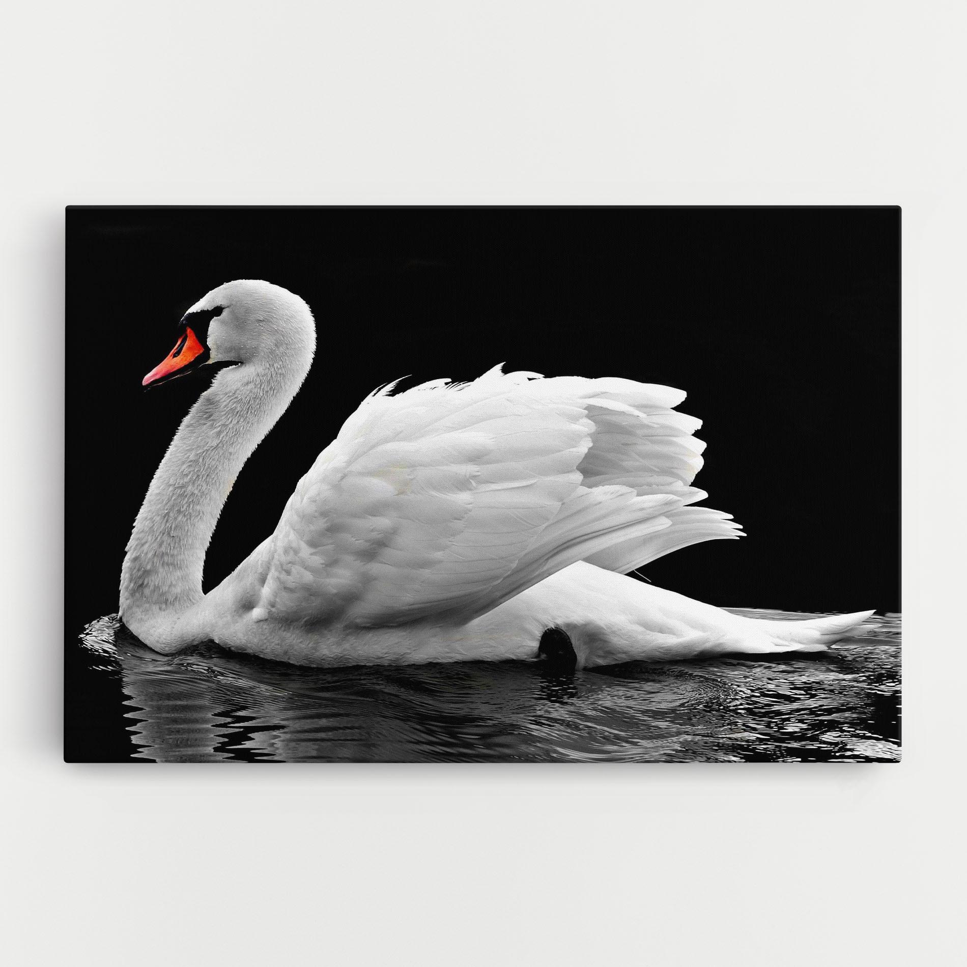 Tablou Canvas Black And White Swan mockup 0