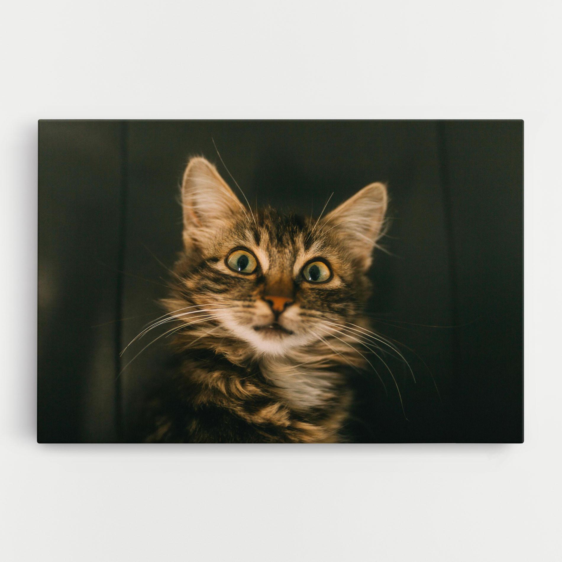 Tablou Canvas Amazed Cat mockup 0