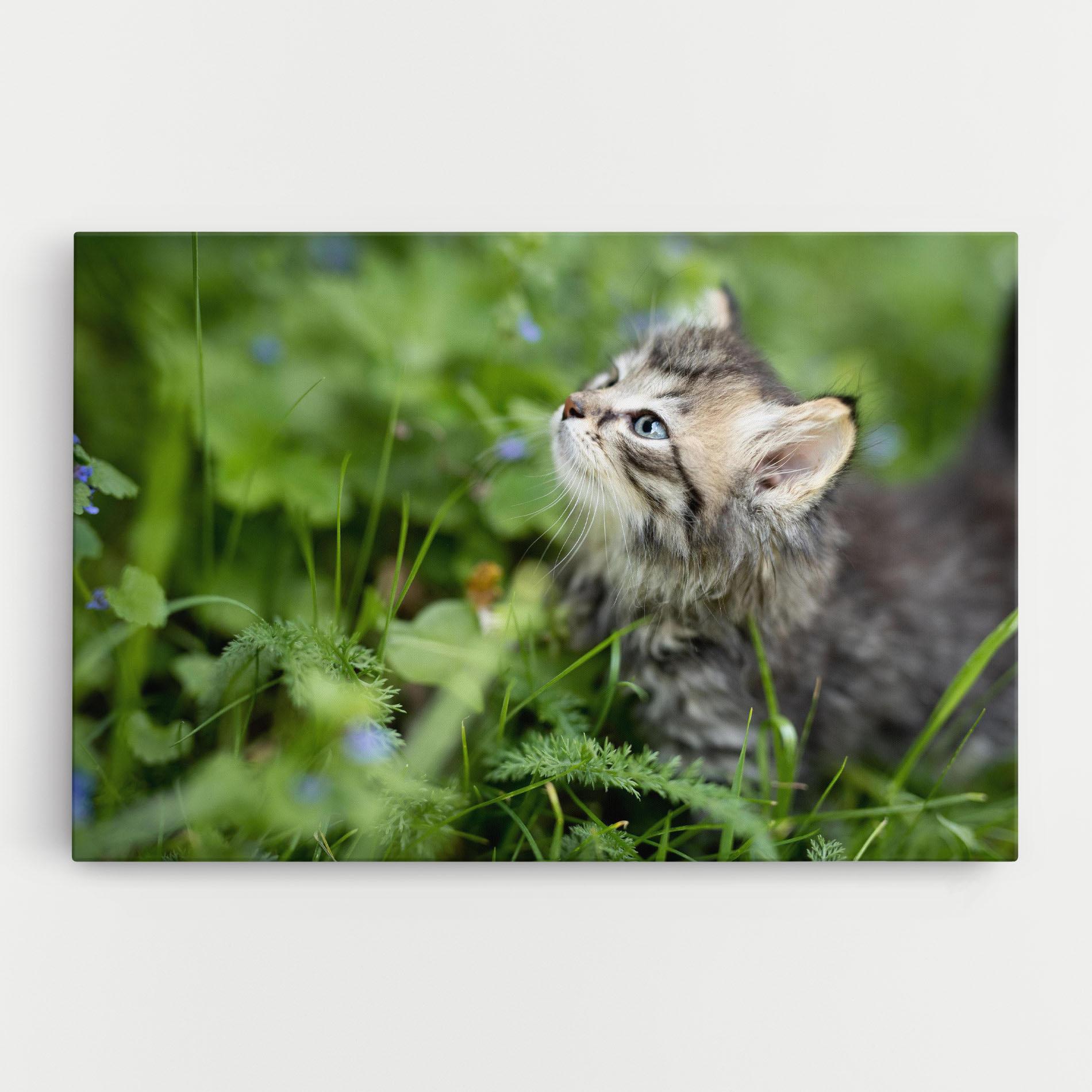 Tablou Canvas Brown Baby Cat mockup 0