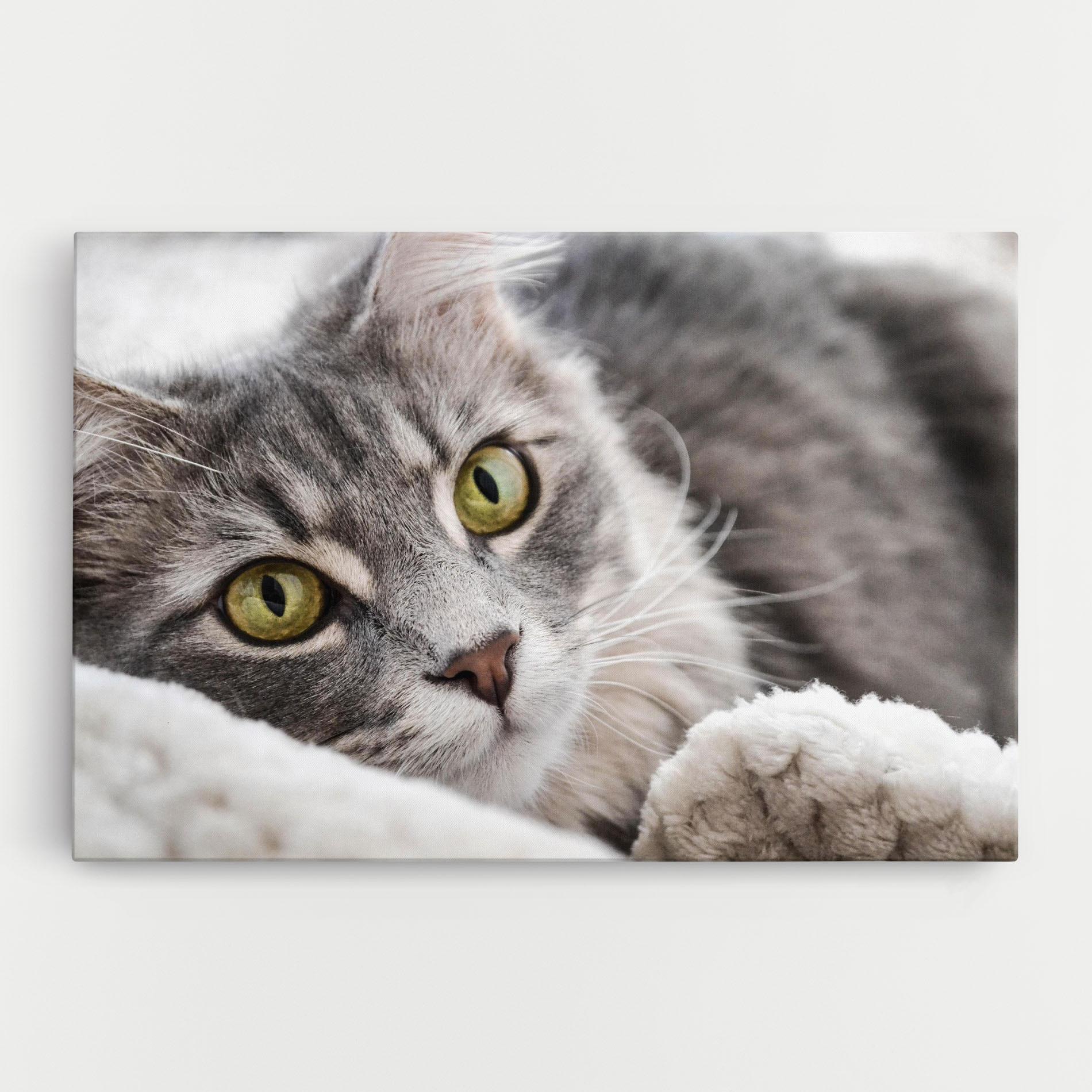 Tablou Canvas Grey Fluffy Cat mockup 0