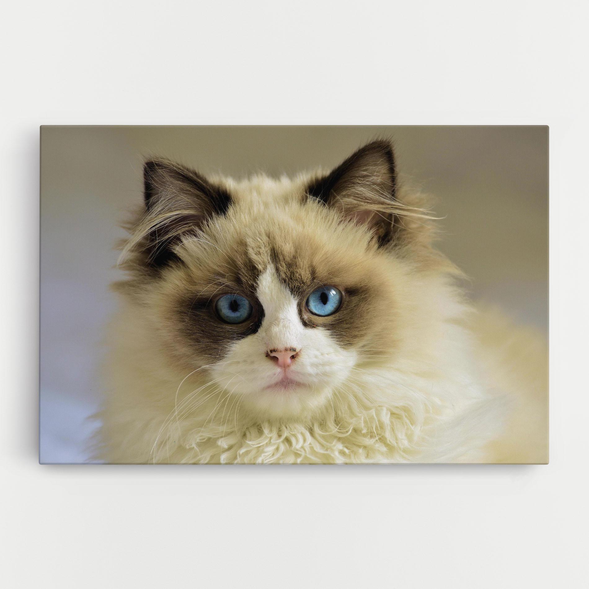 Tablou Canvas Interesting Blue Eyes Cat mockup 0