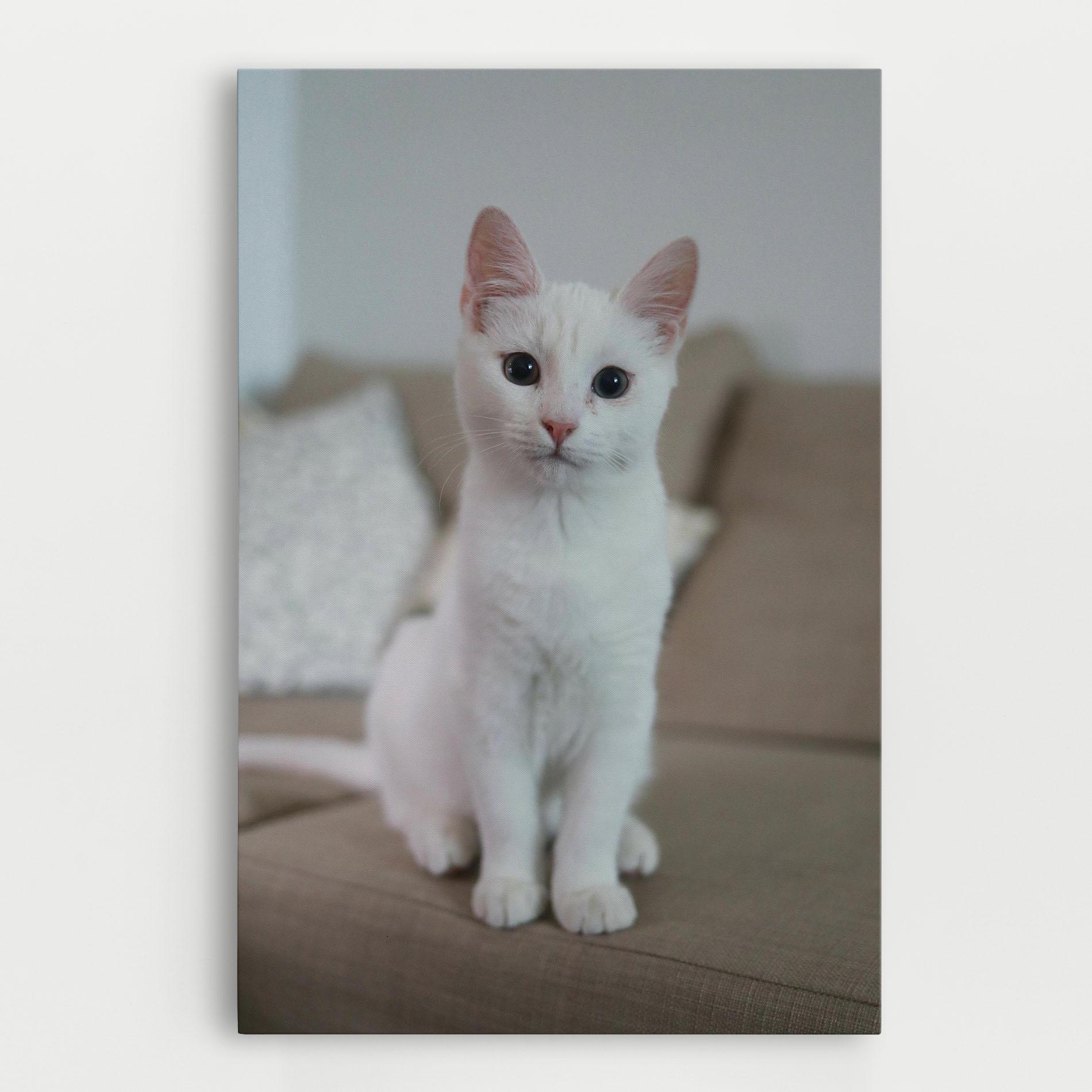 Tablou Canvas Beautiful White Cat mockup 0