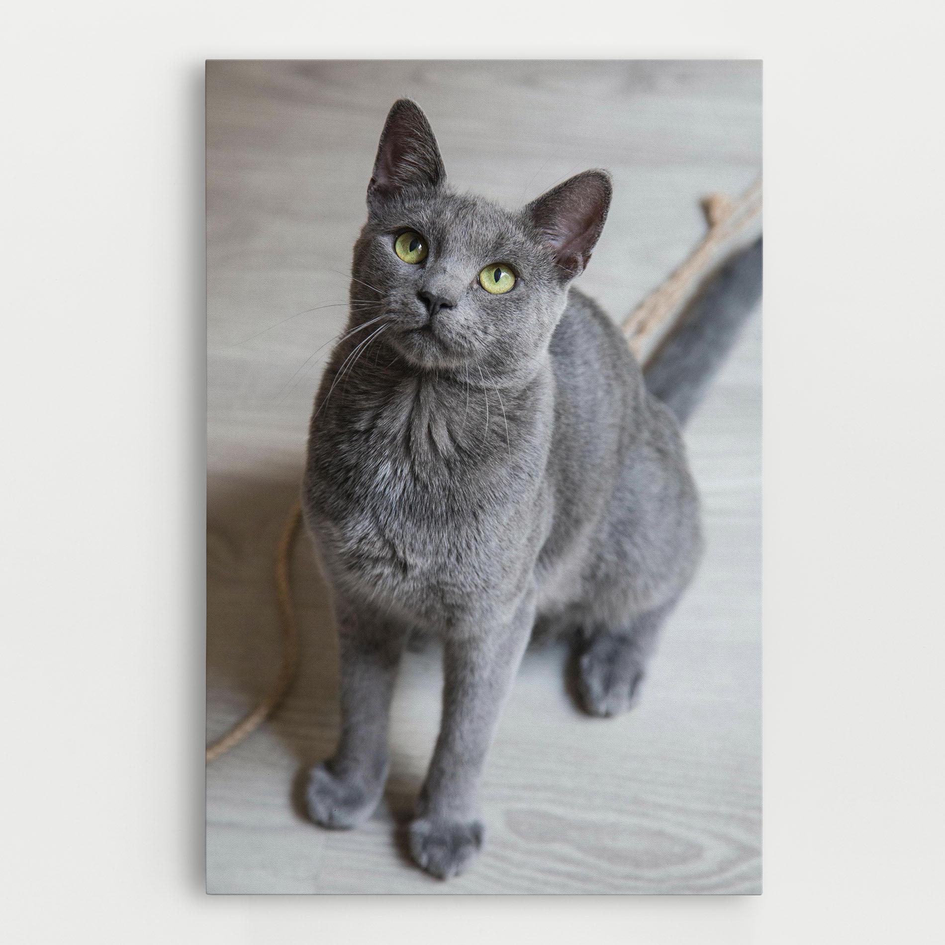 Tablou Canvas Grey Green Cat Eyes mockup 0