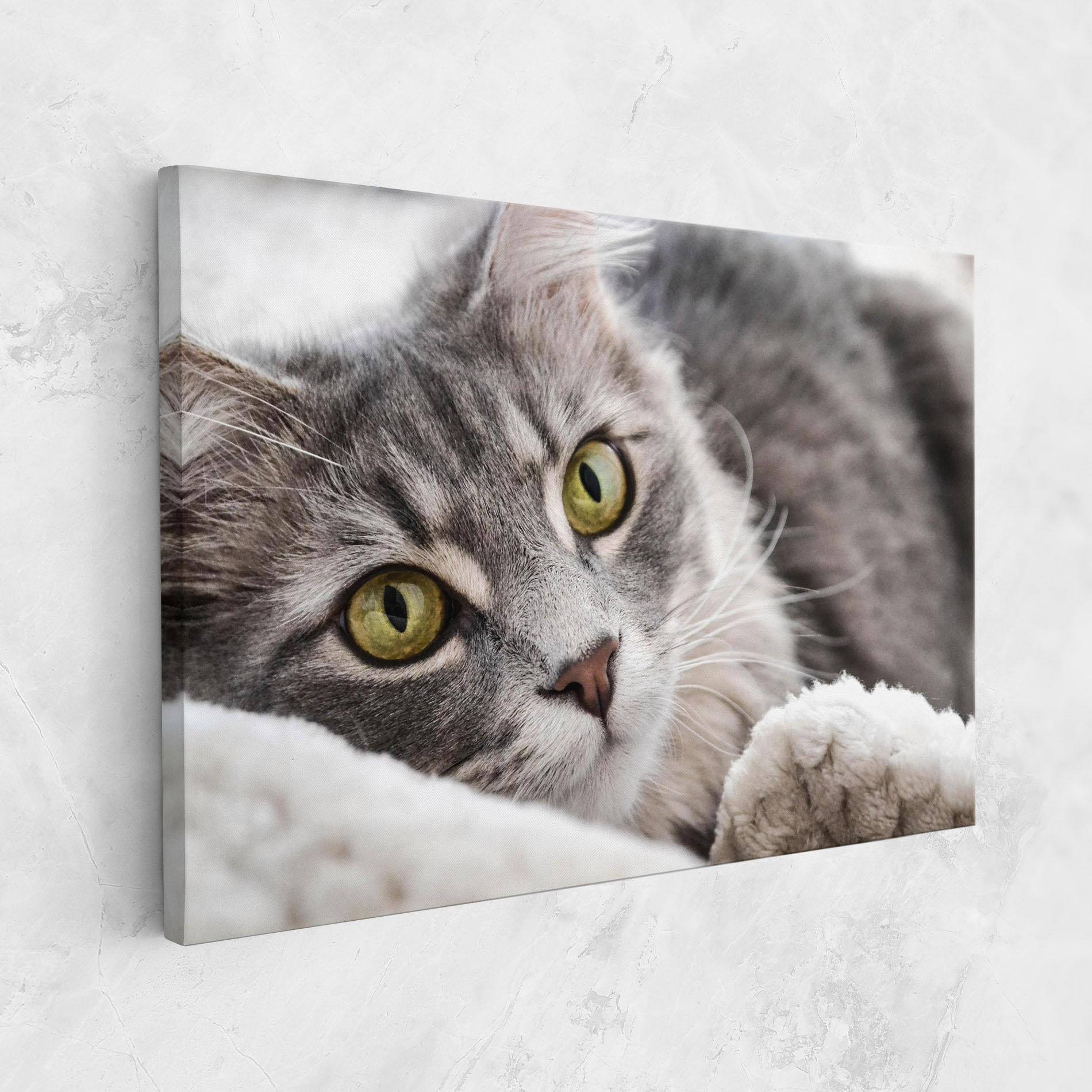 Tablou Canvas Grey Fluffy Cat mockup 1