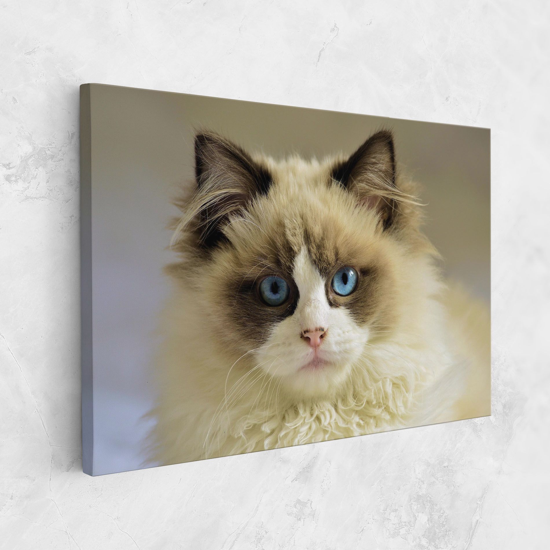 Interesting Blue Eyes Cat mockup 1