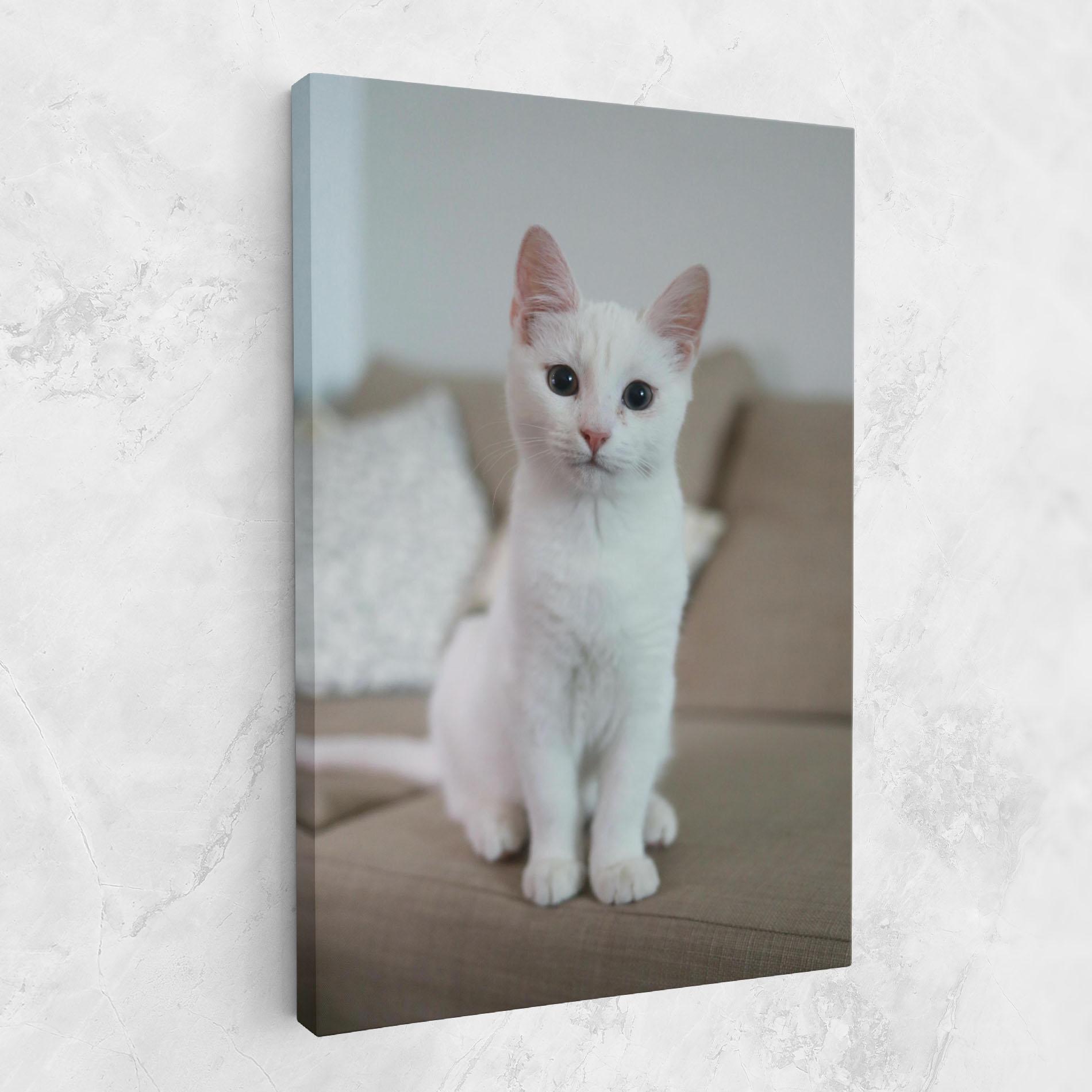 Tablou Canvas Beautiful White Cat mockup 1