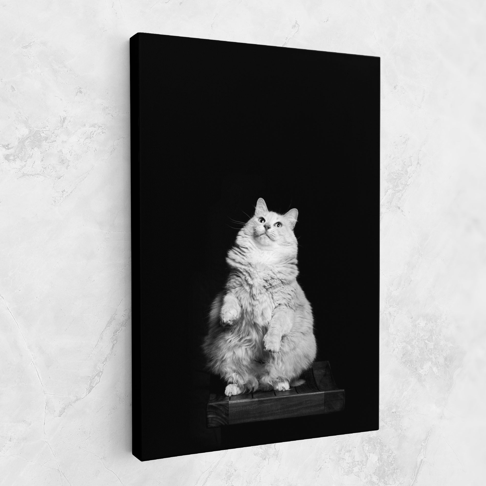 Big Fluffy Cat mockup 1