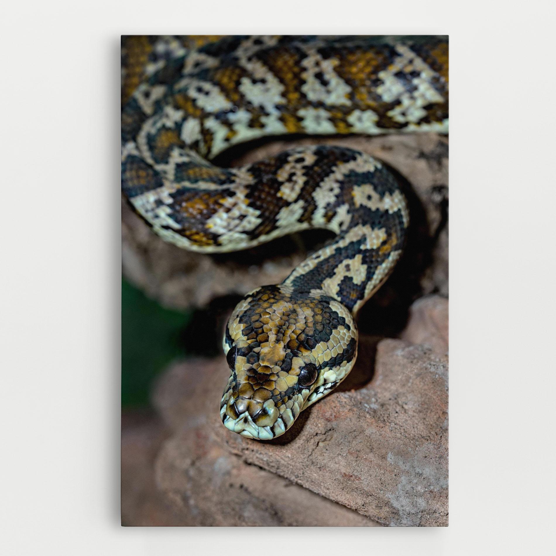 Tablou Canvas King Snake mockup 0