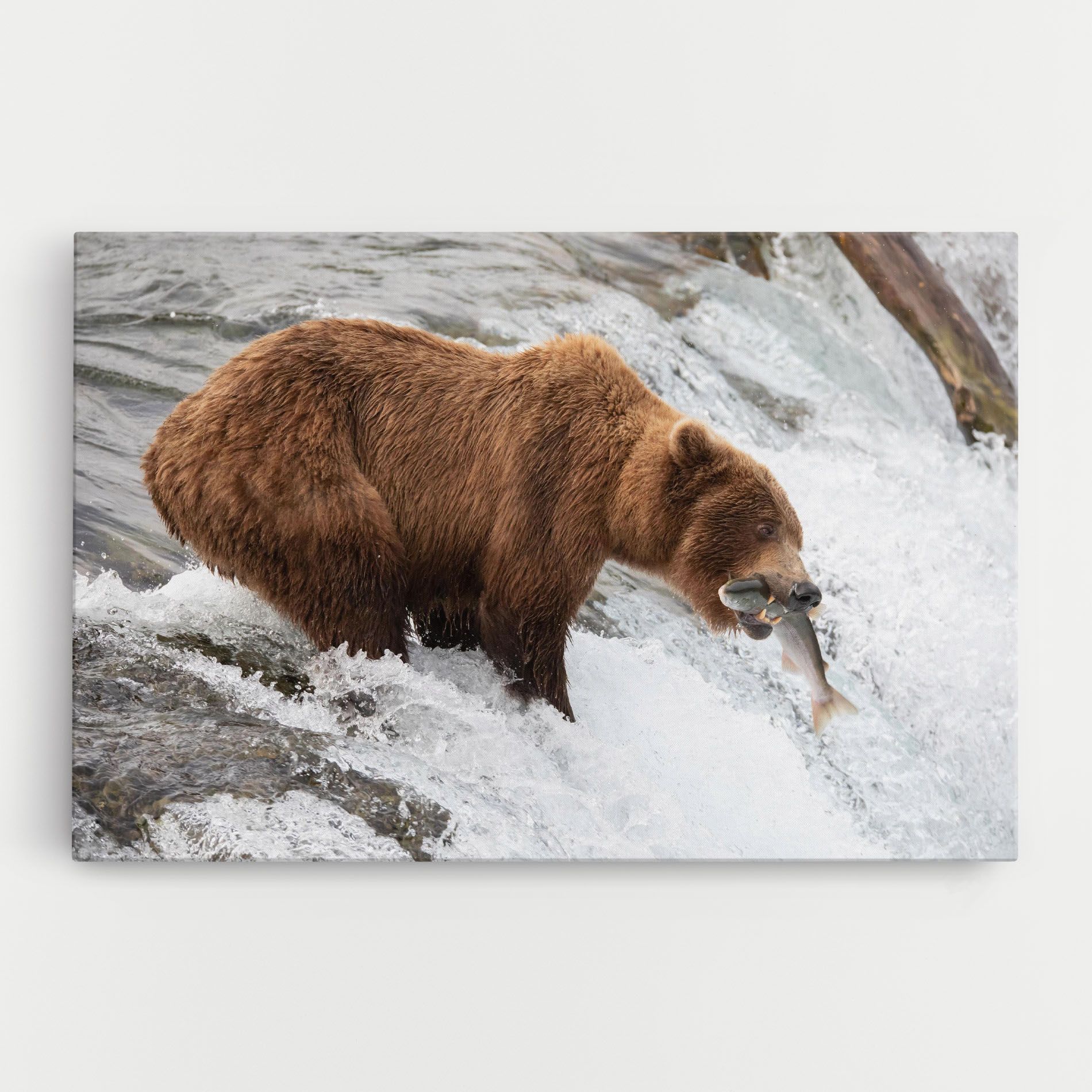 Bear Hunting mockup 0