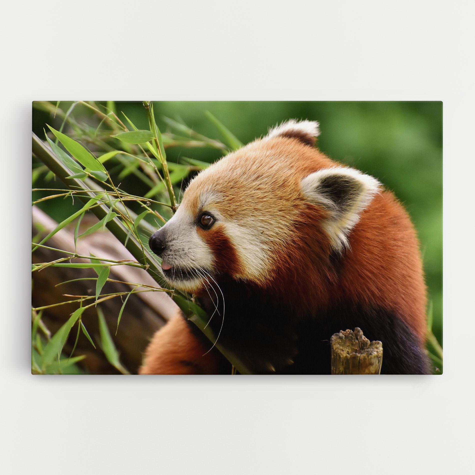 Tablou Canvas Cute Red Panda mockup 0